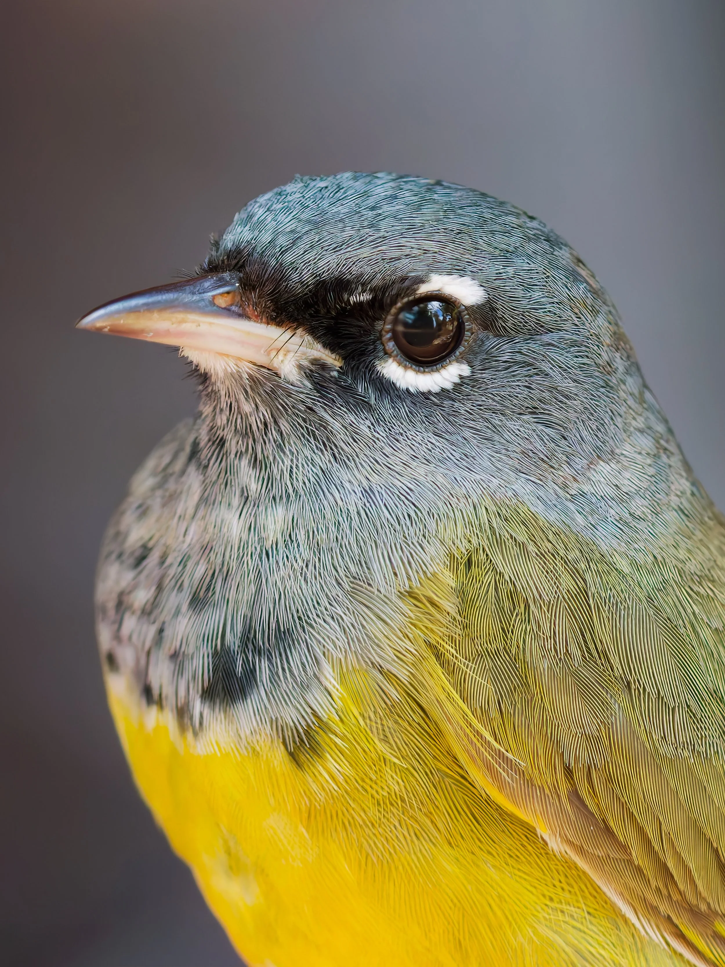 Warbler