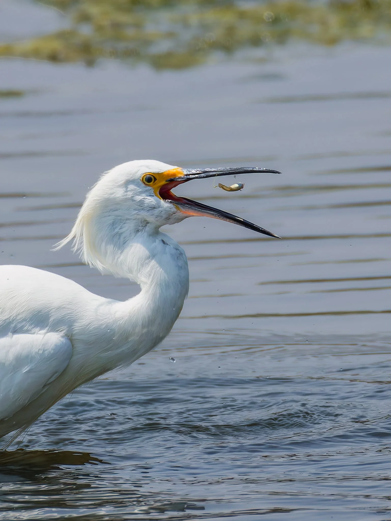 Egret 5.jpg