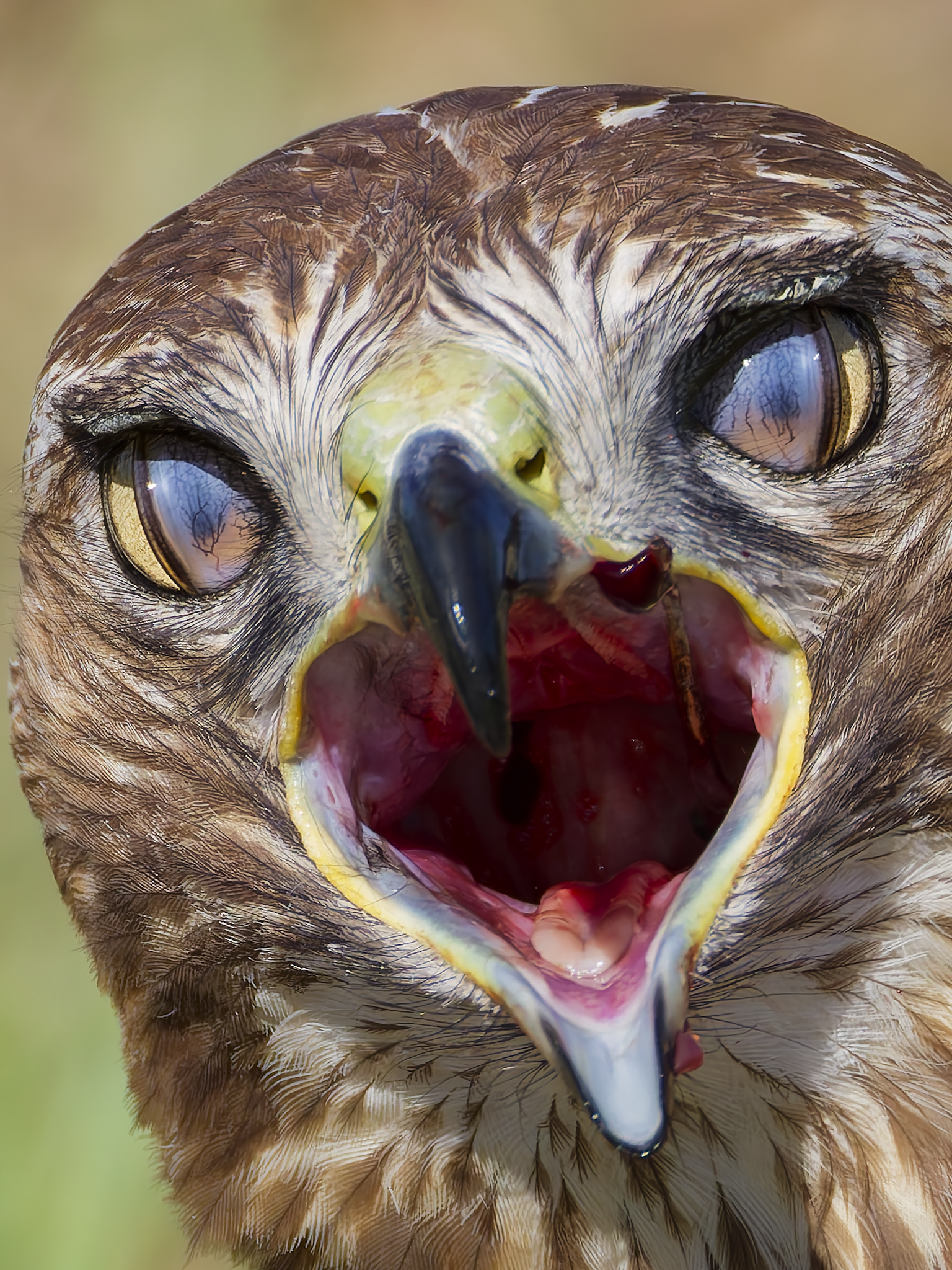 Hawk 1.png
