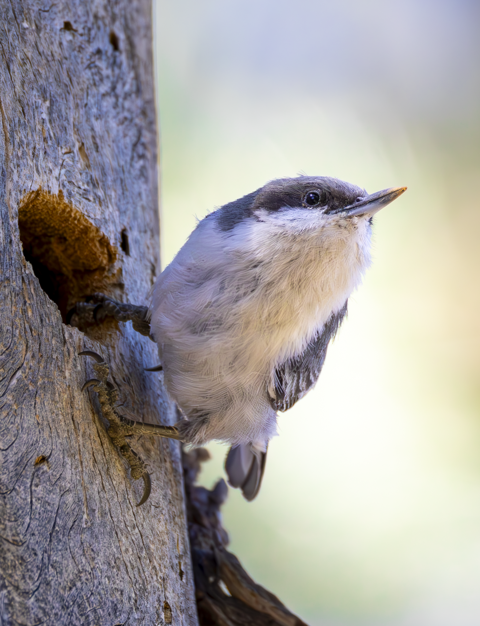 Nuthatch 2.png