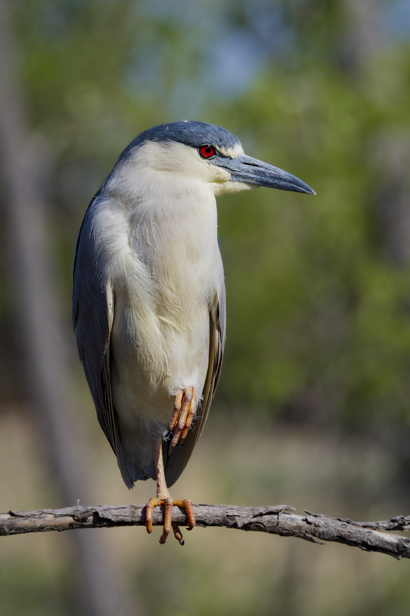 Night Heron 1.png