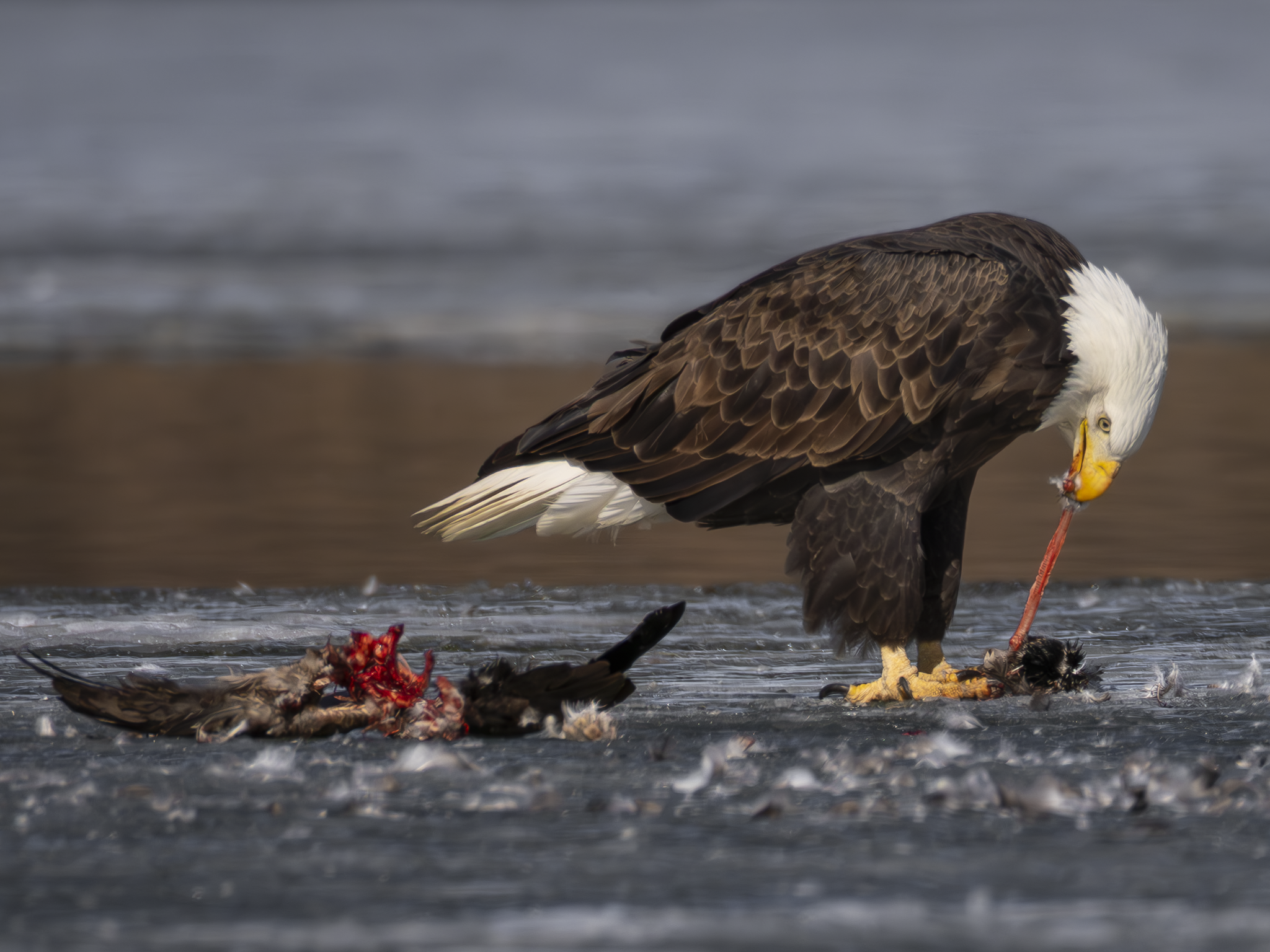 Eagle Blood.png