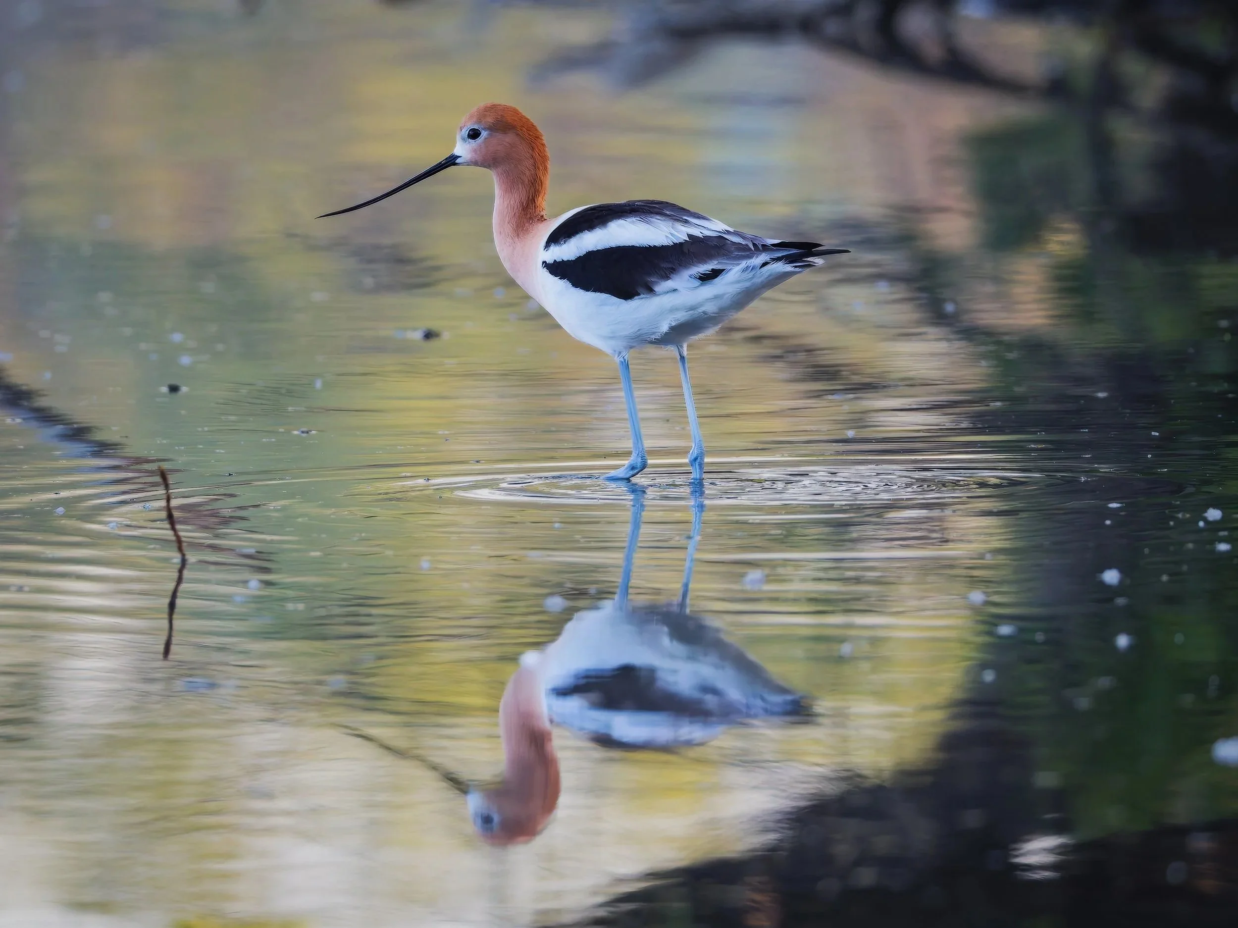 Avocet+1_Up.jpg