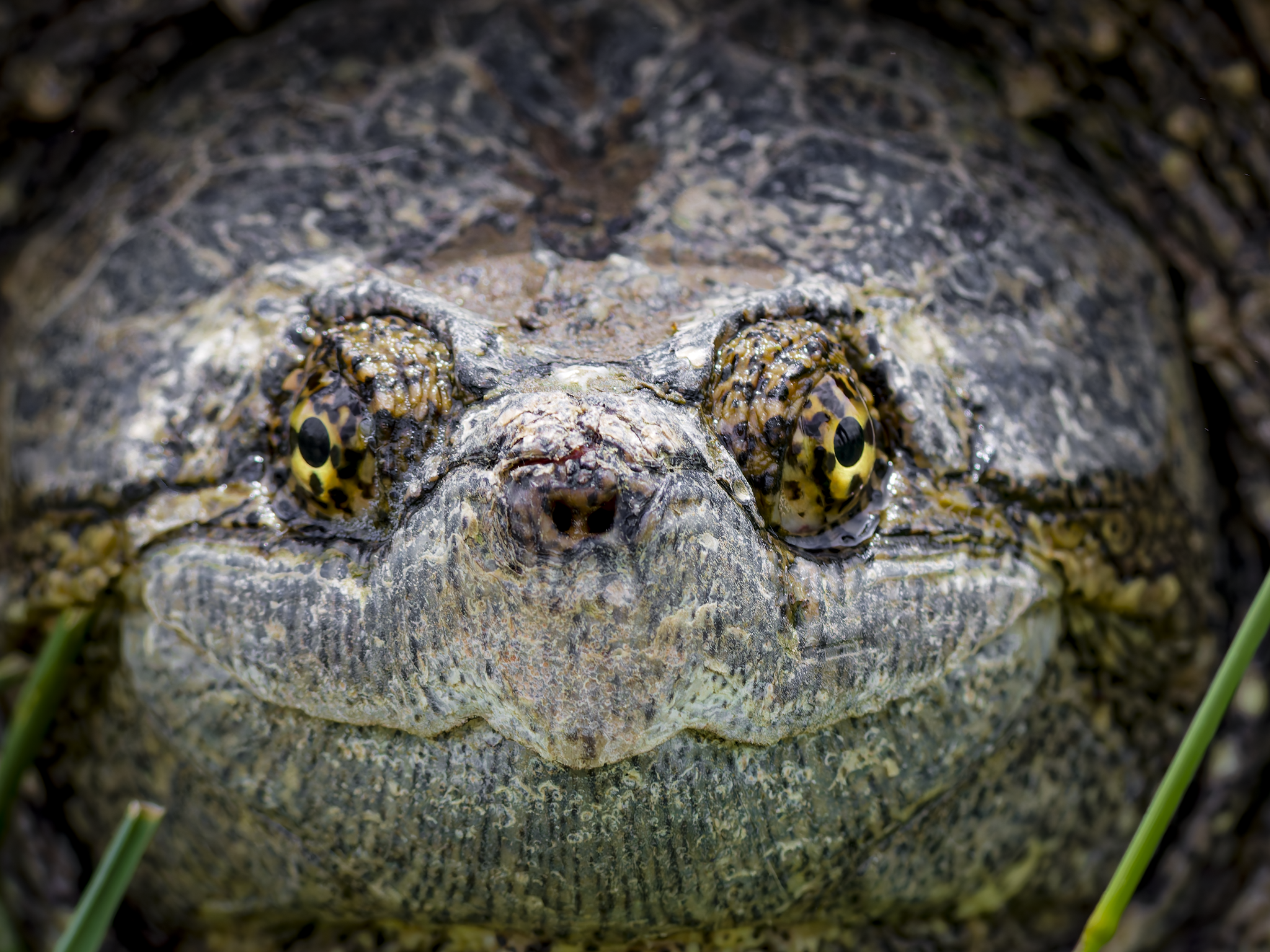 Snapper.png