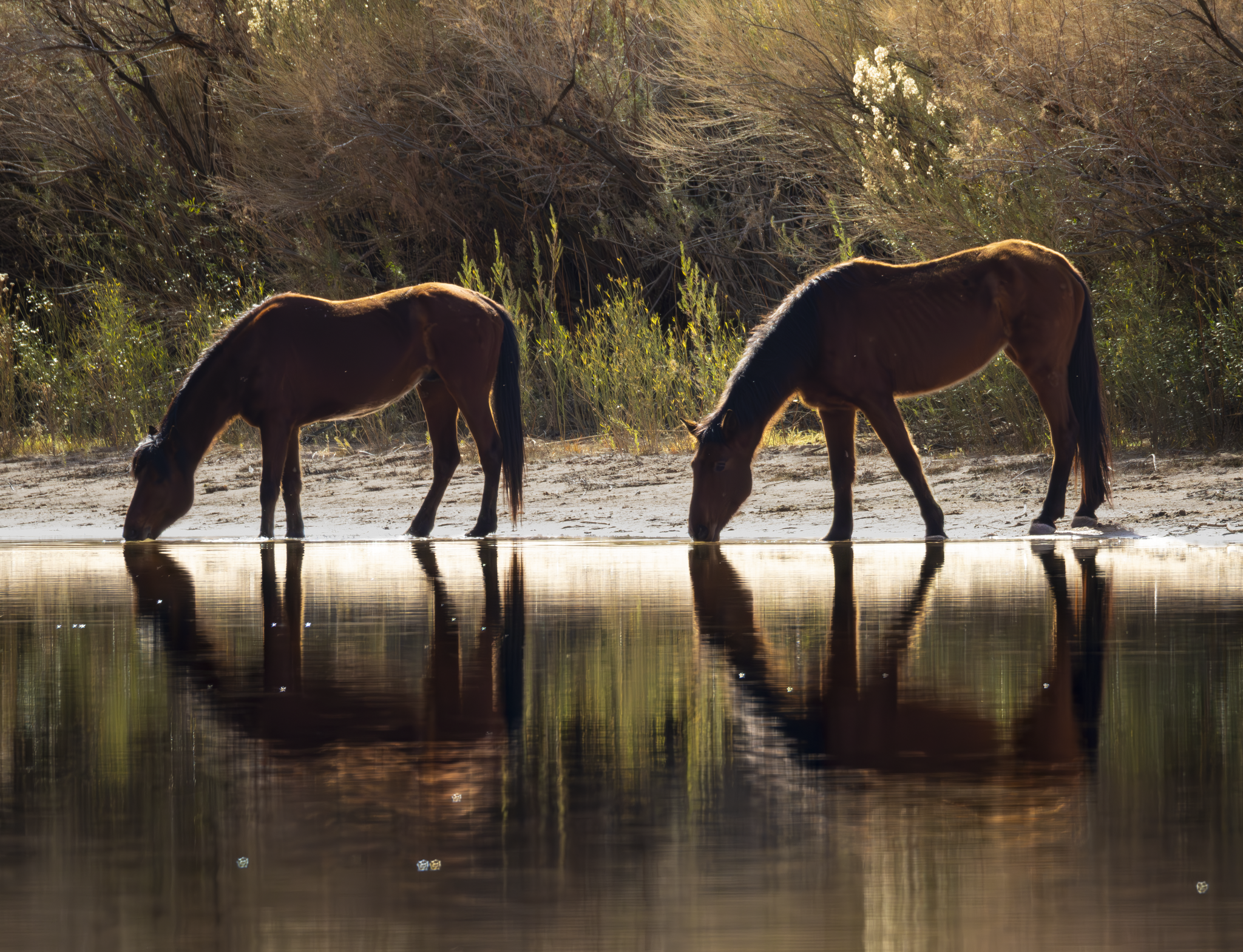 Wild Horses 1.png