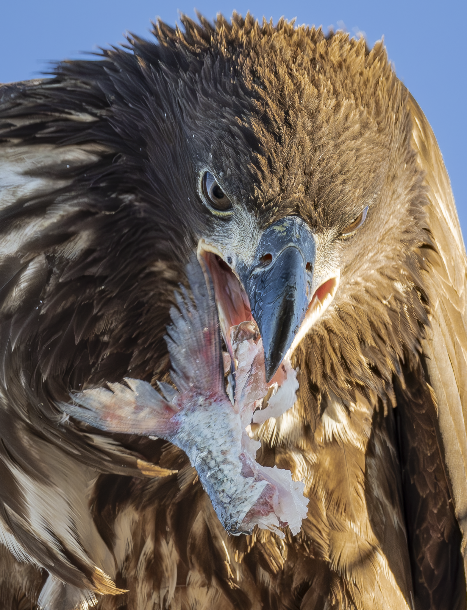 Immature Eagle Food 1.png