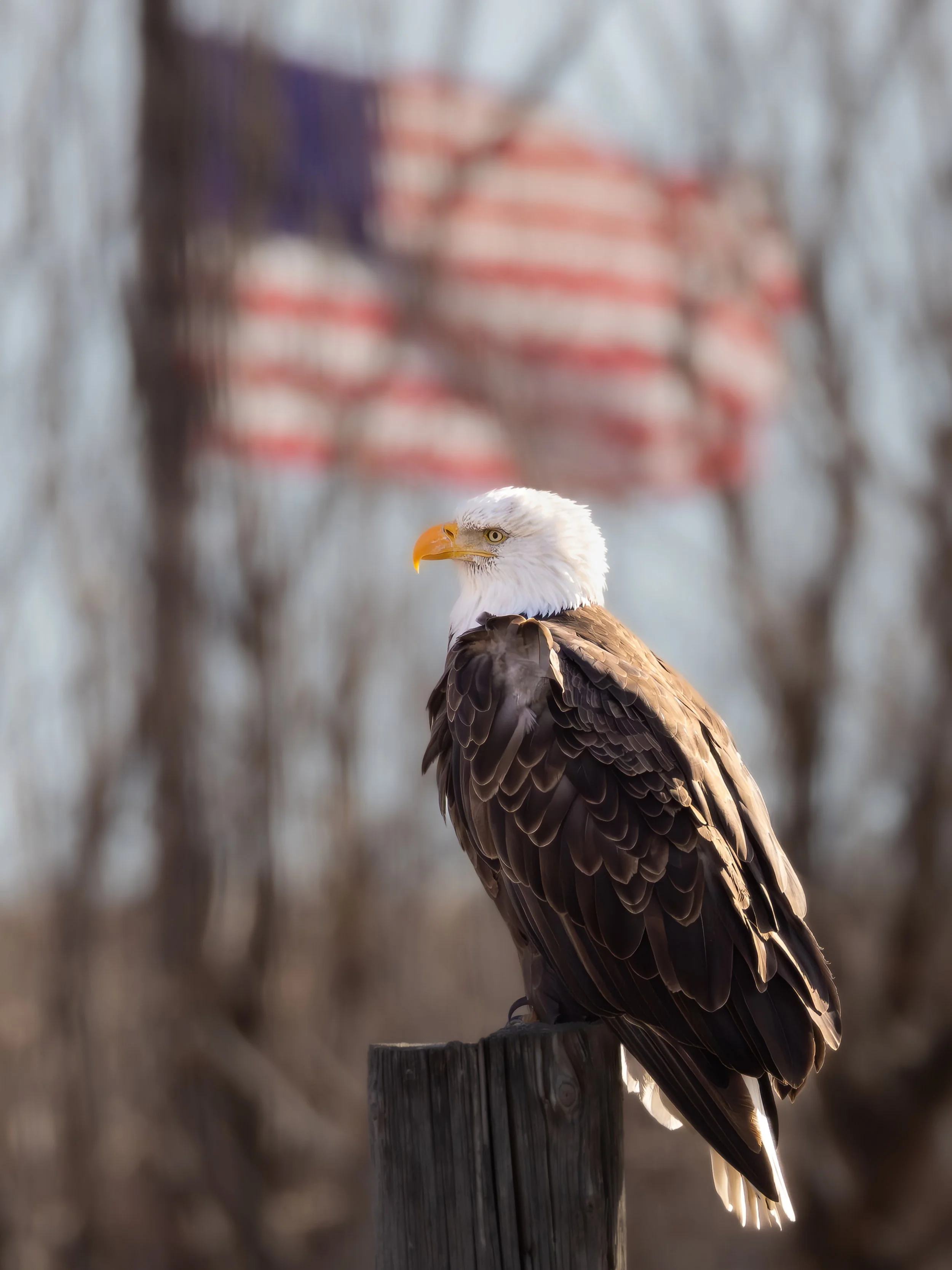 American Eagle