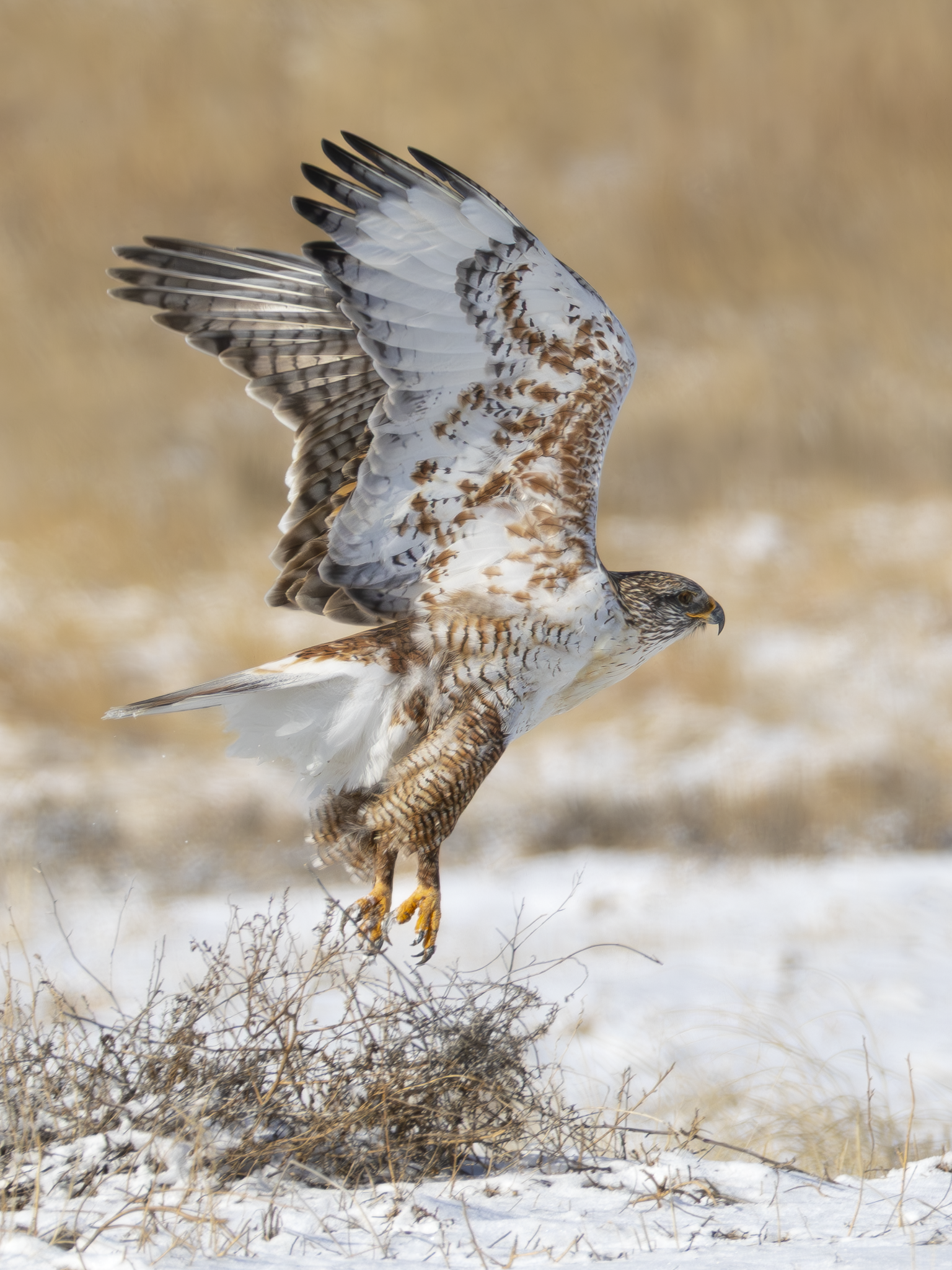 Light morph Ferruginous.png