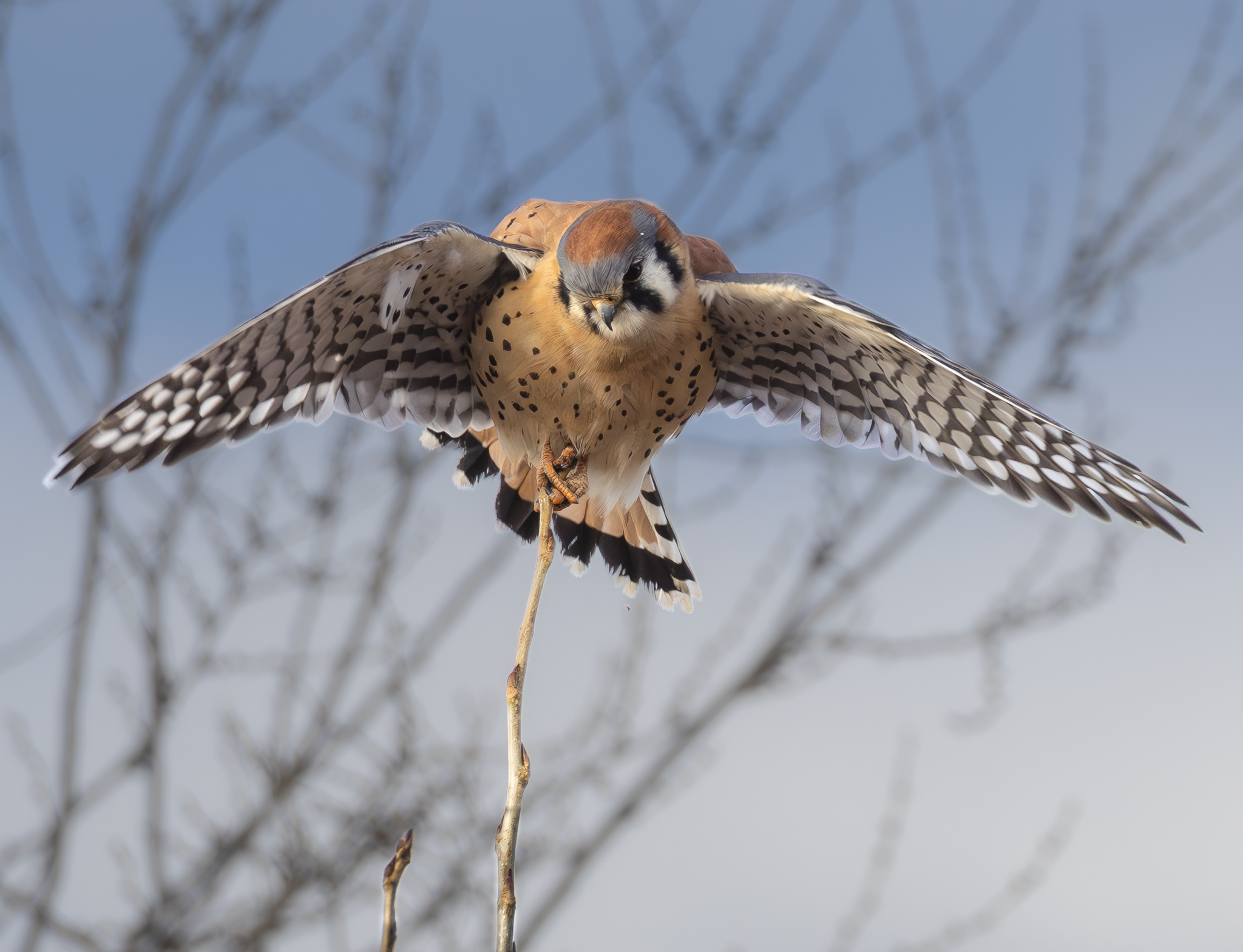Kestrel 1.png