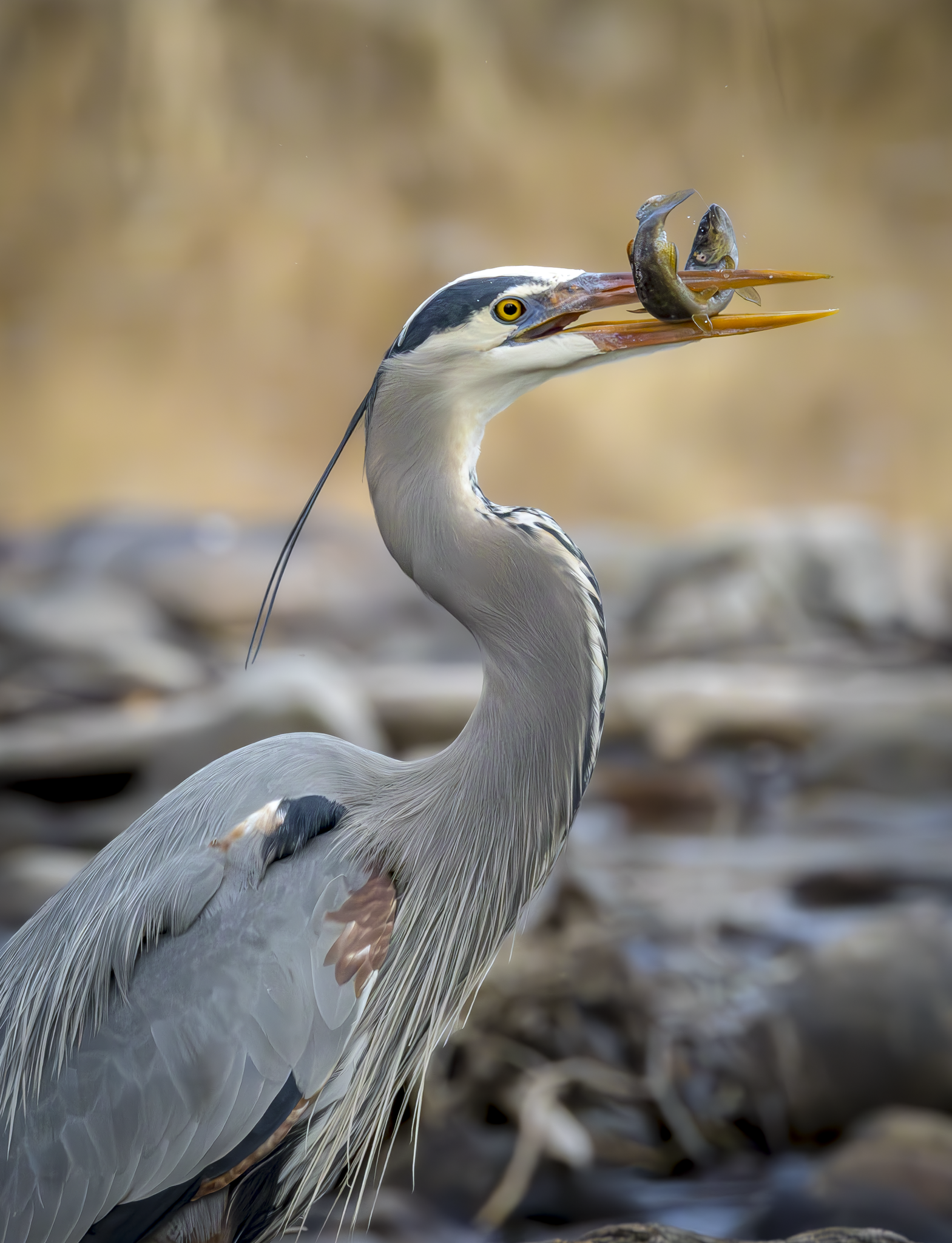 GBH 3.png