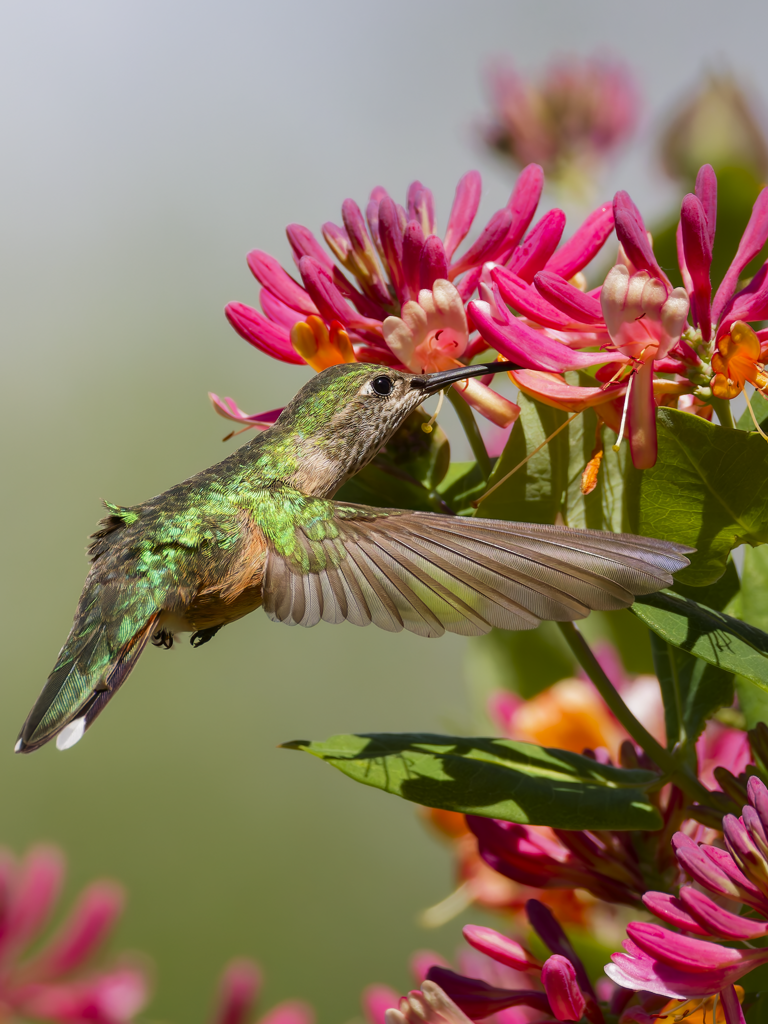 Hummer 6.png