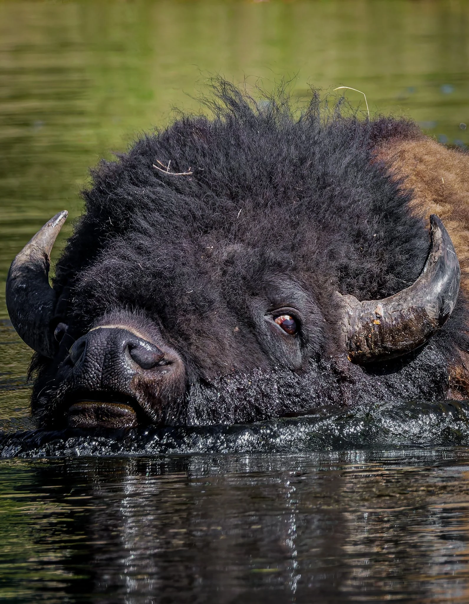 Bison Head 2.jpg