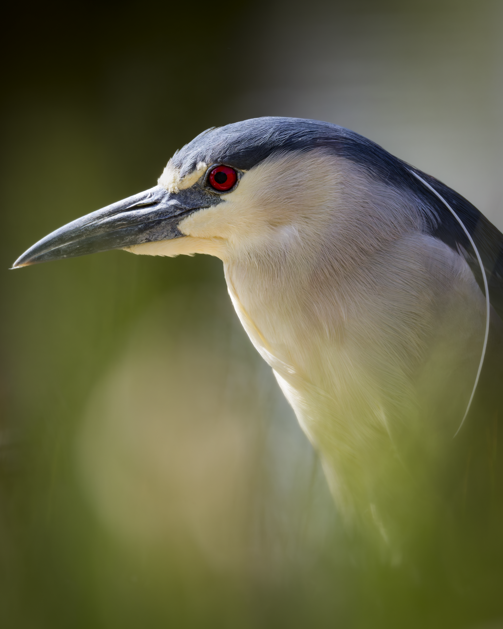 Night Heron 2.png