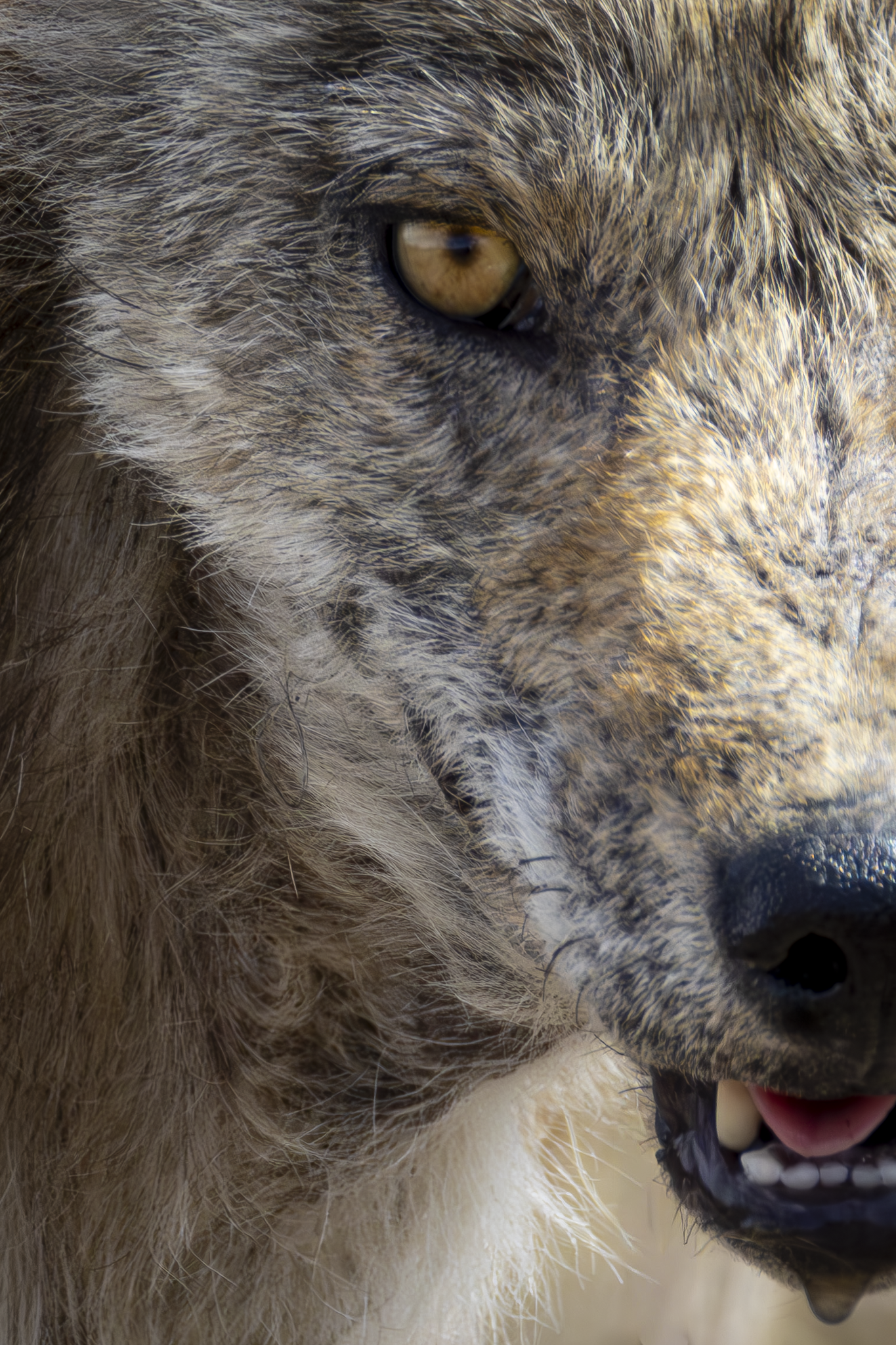 Coyote Head 1.png