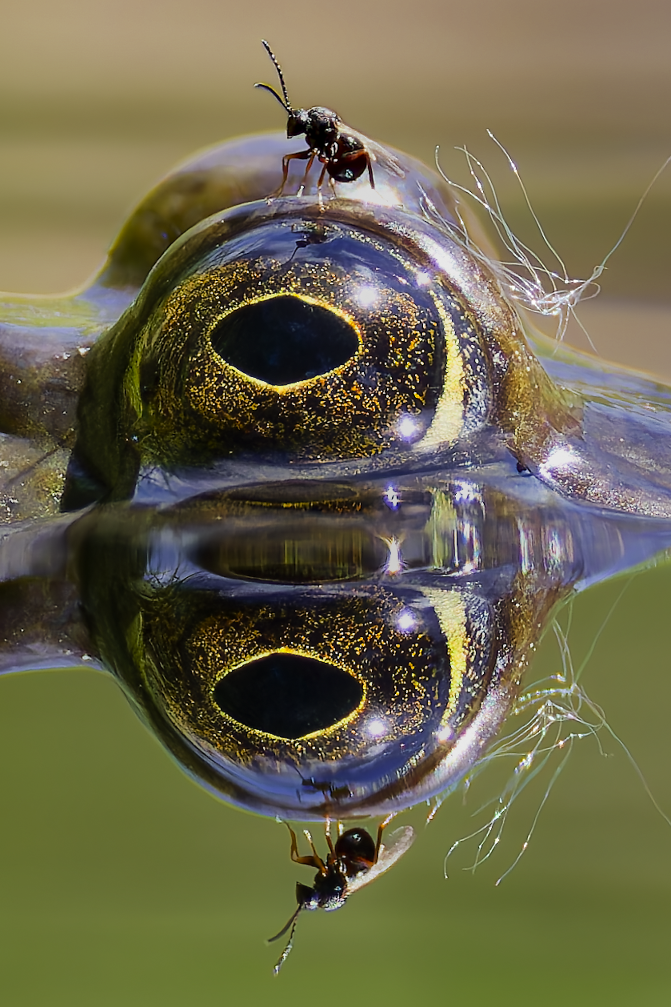 Frog Eye.png