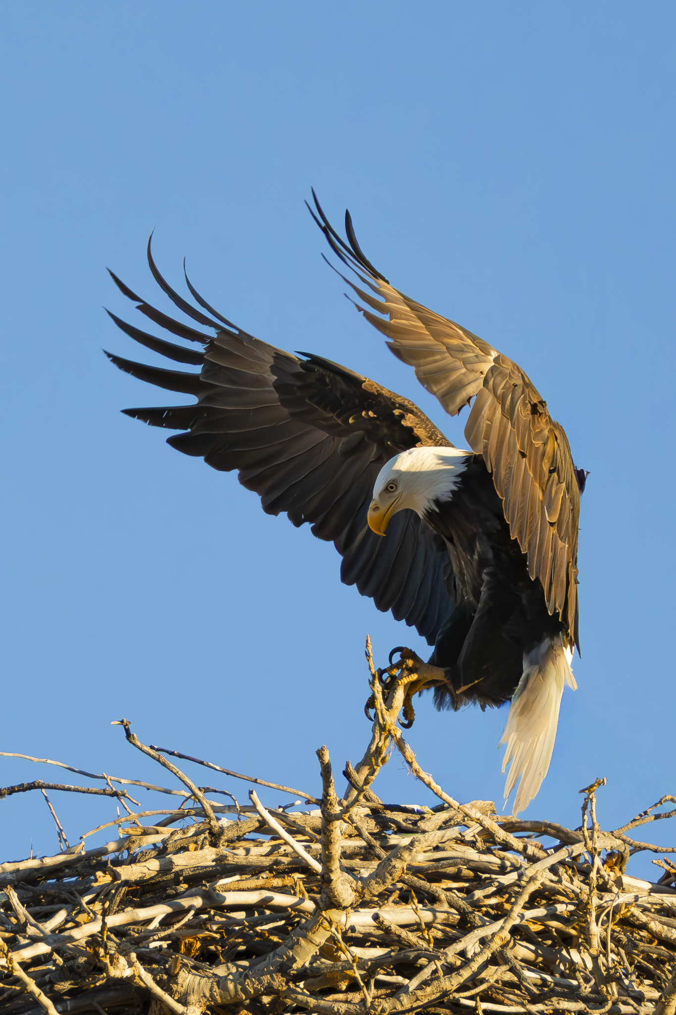 Eagle Landing 1.png