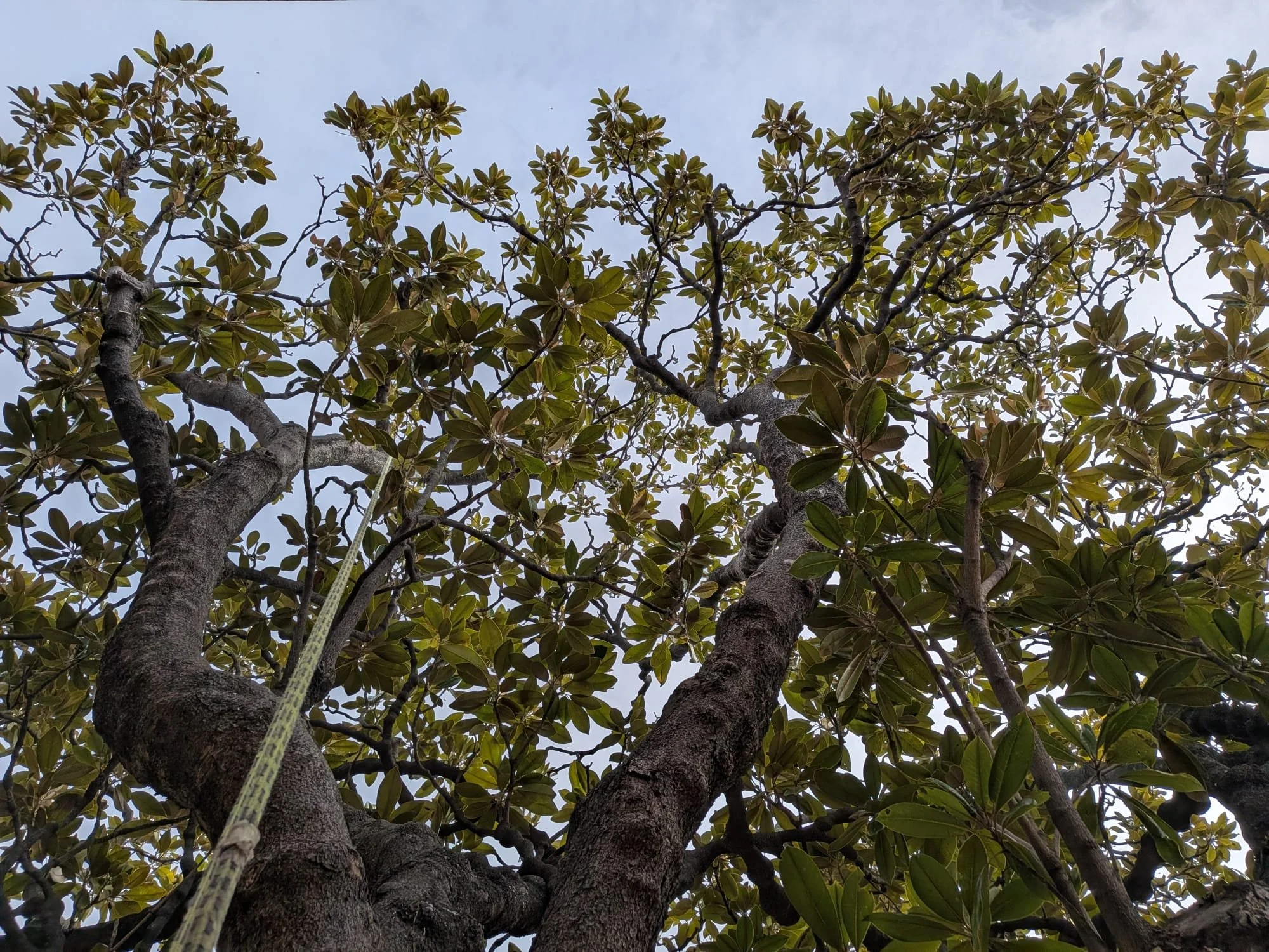 Looking up at the branches and green leaves of a large tree against the sky. Magnolia Grandiflora Hobart