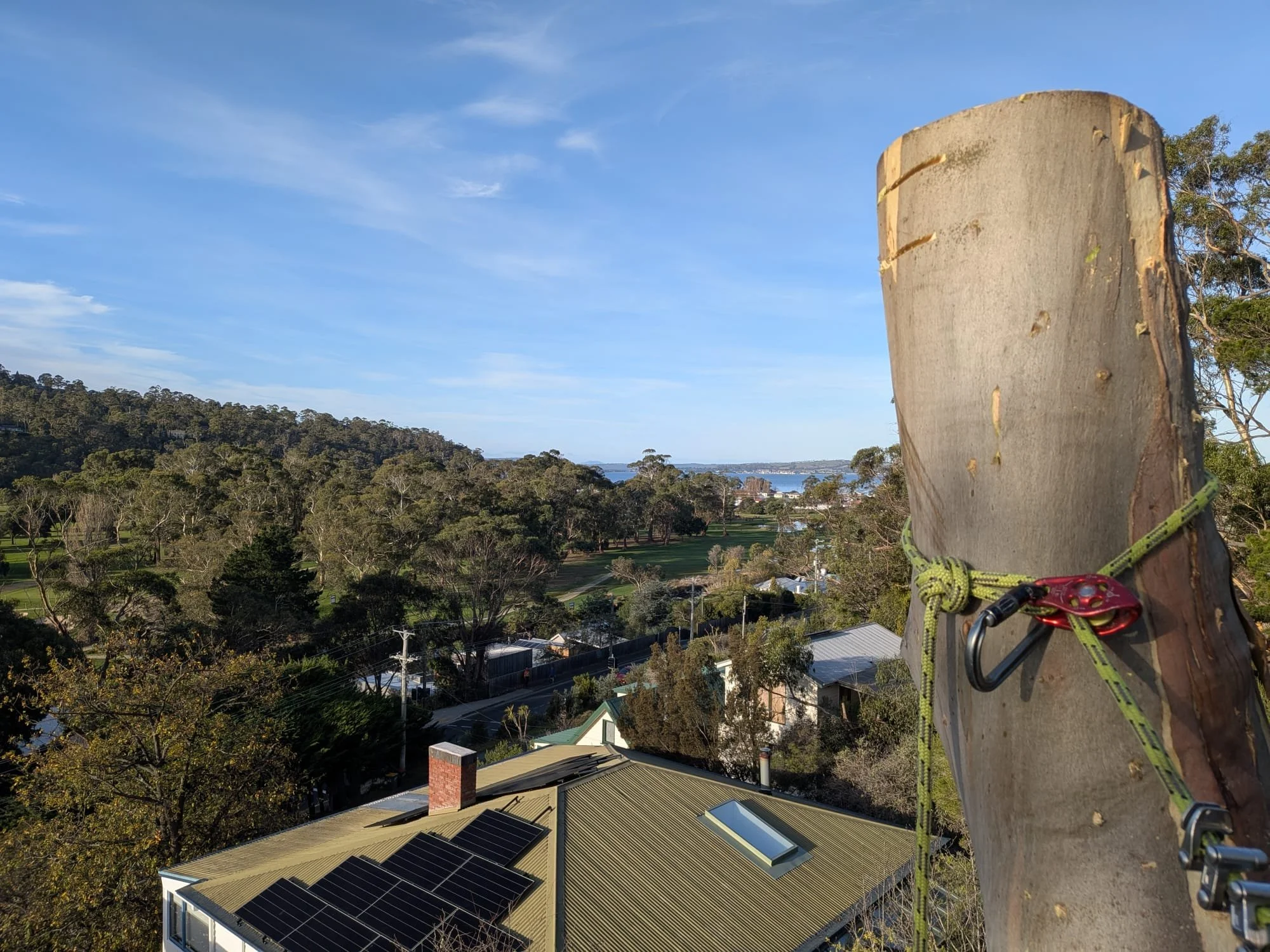 View from a height showing a suburban area with houses, rooftops, and solar panels, surrounded by trees, with a distant shoreline and the ocean below. Part of a tree trunk and climbing gear are visible in the foreground.
