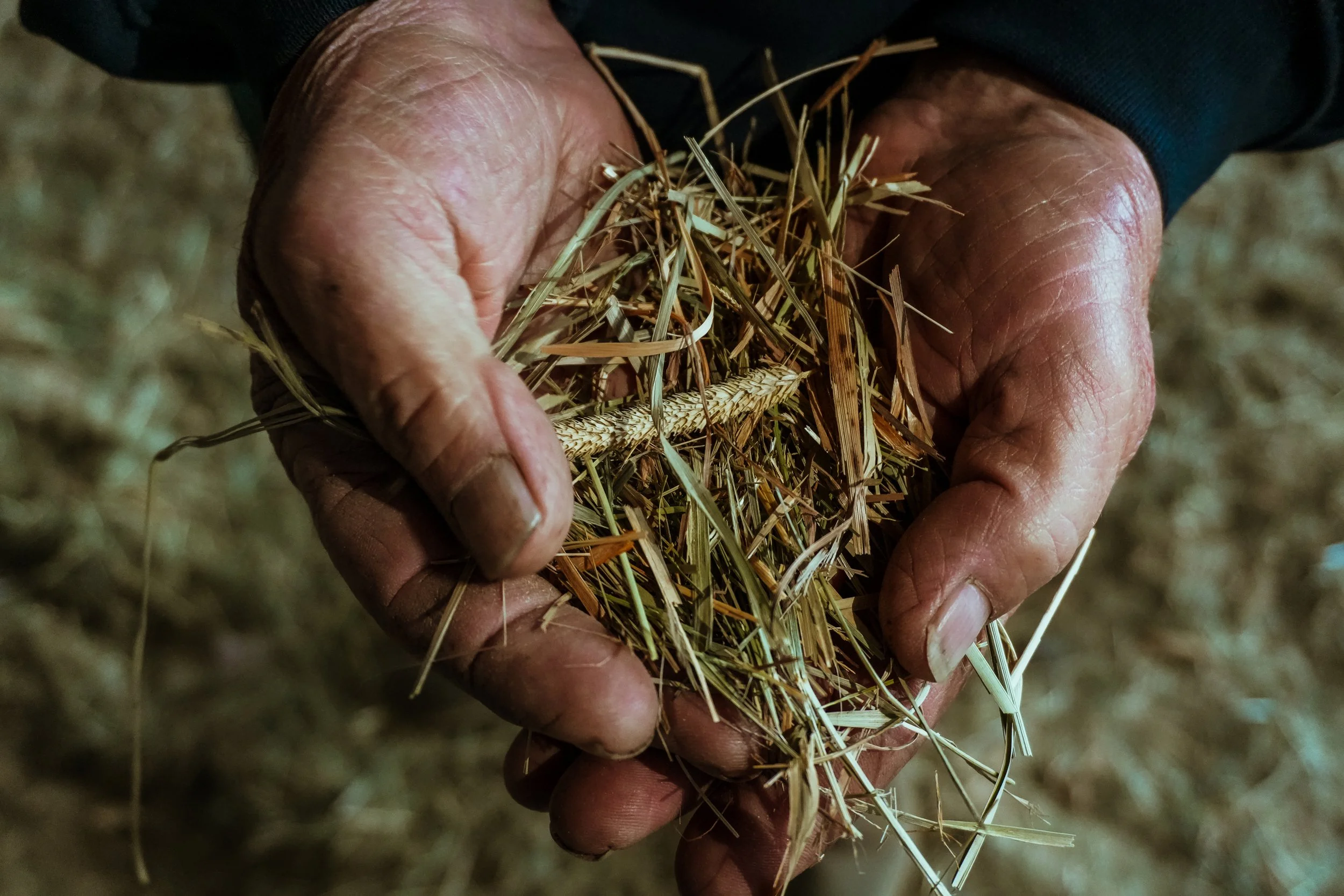 Premium orchard grass hay for sale at Triple S Ranch in Central Oregon