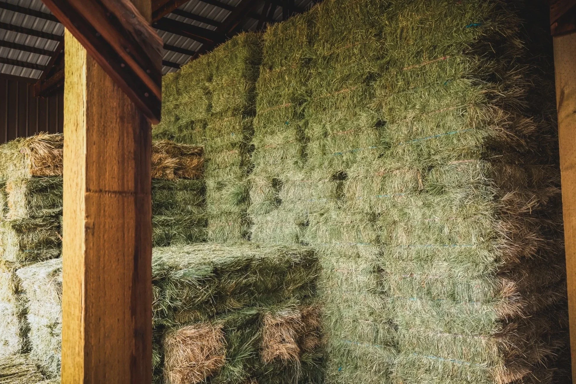 Central Oregon orchard grass hay grown and sold by Triple S Ranch