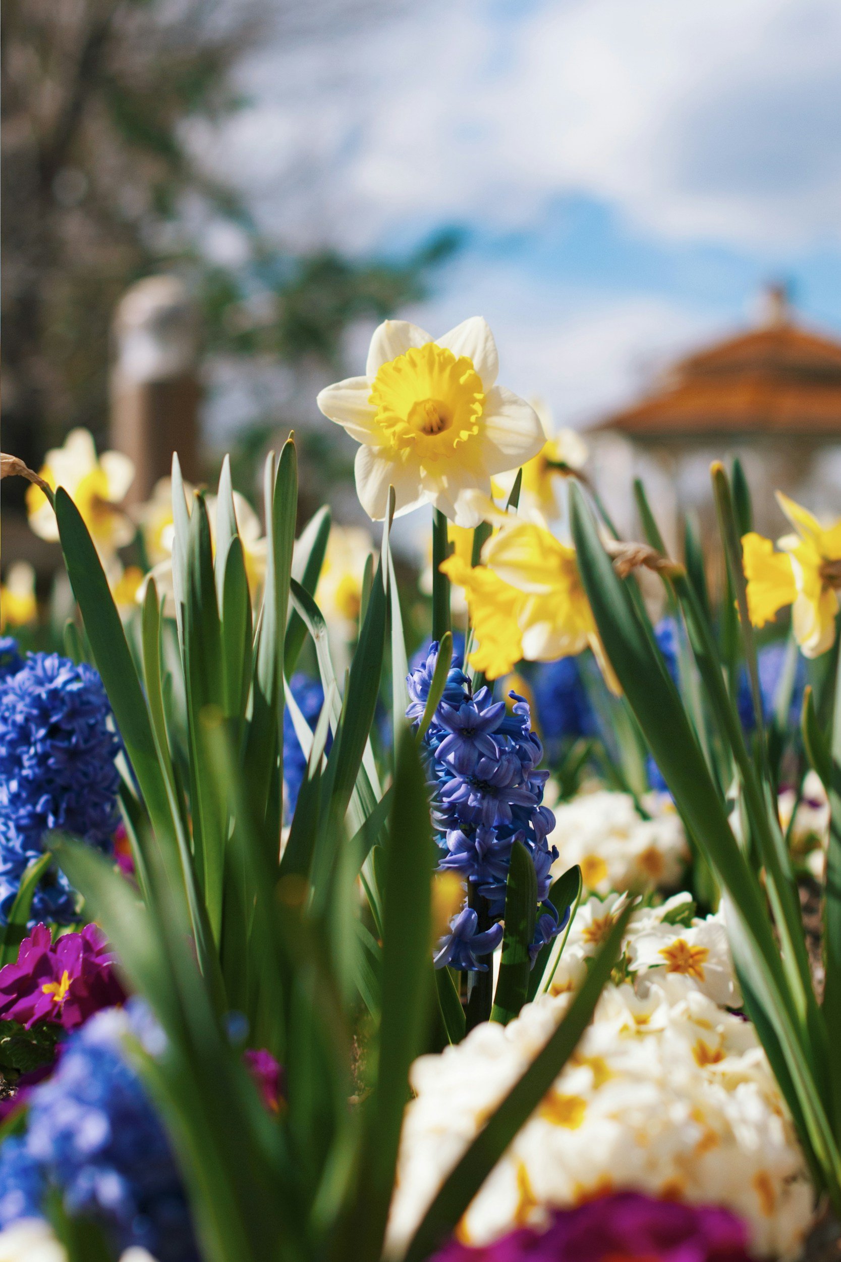 Petals &amp; Puddles: Your Guide to Portland's Most Beautiful Spring Blooms