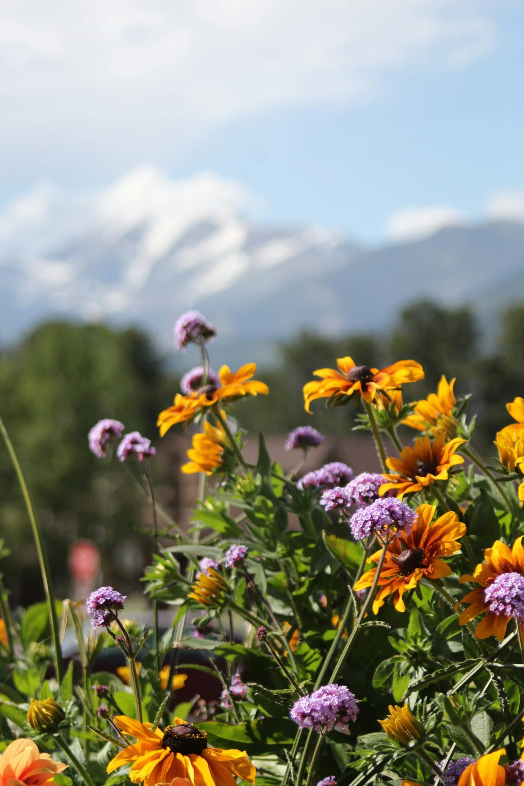 Sunshine &amp; Dahlias: A Florist's Guide to Portland's Best Summer Flowers