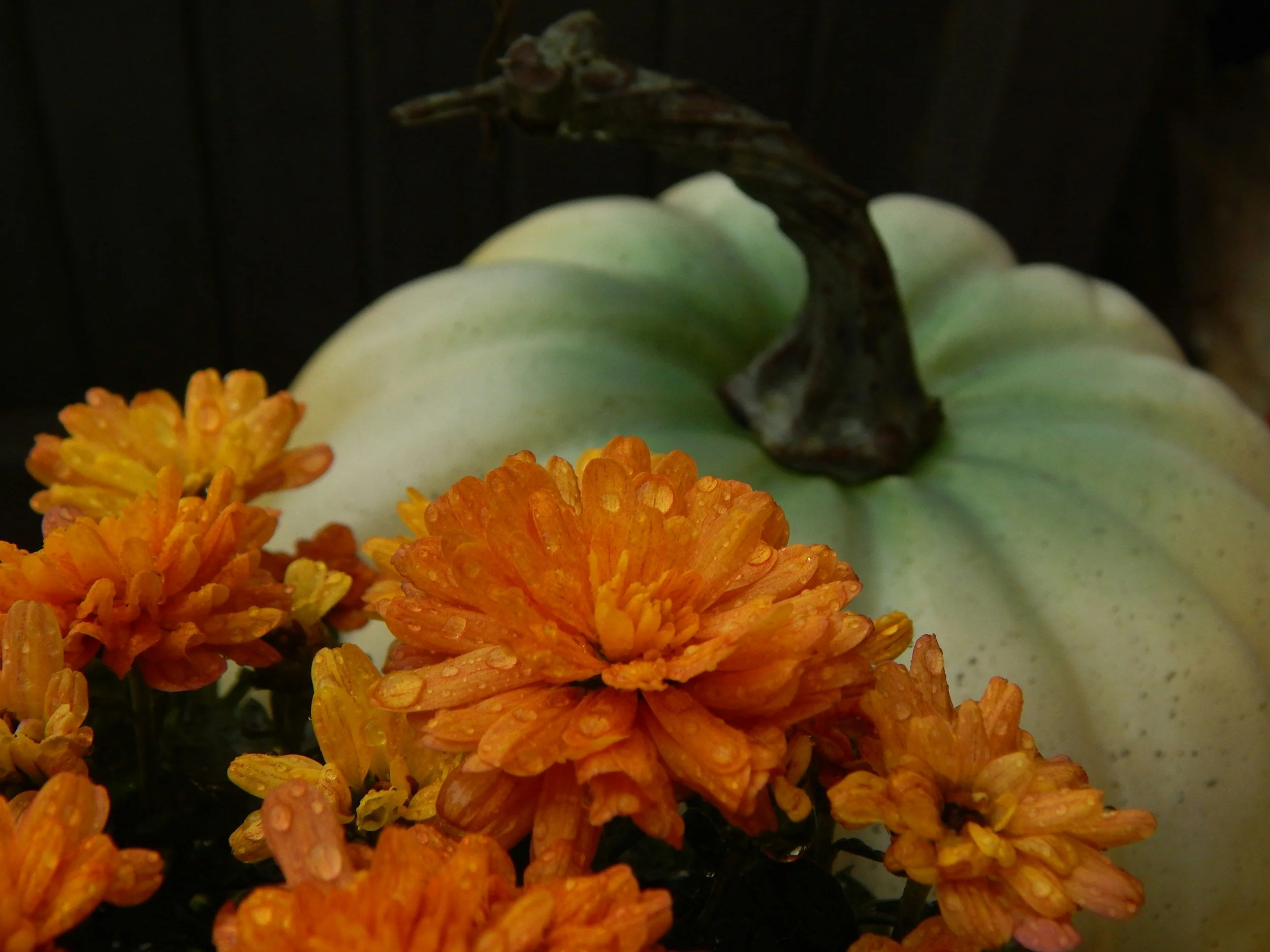 Crisp Air &amp; Chrysanthemums: Portland's Best Fall Blooms