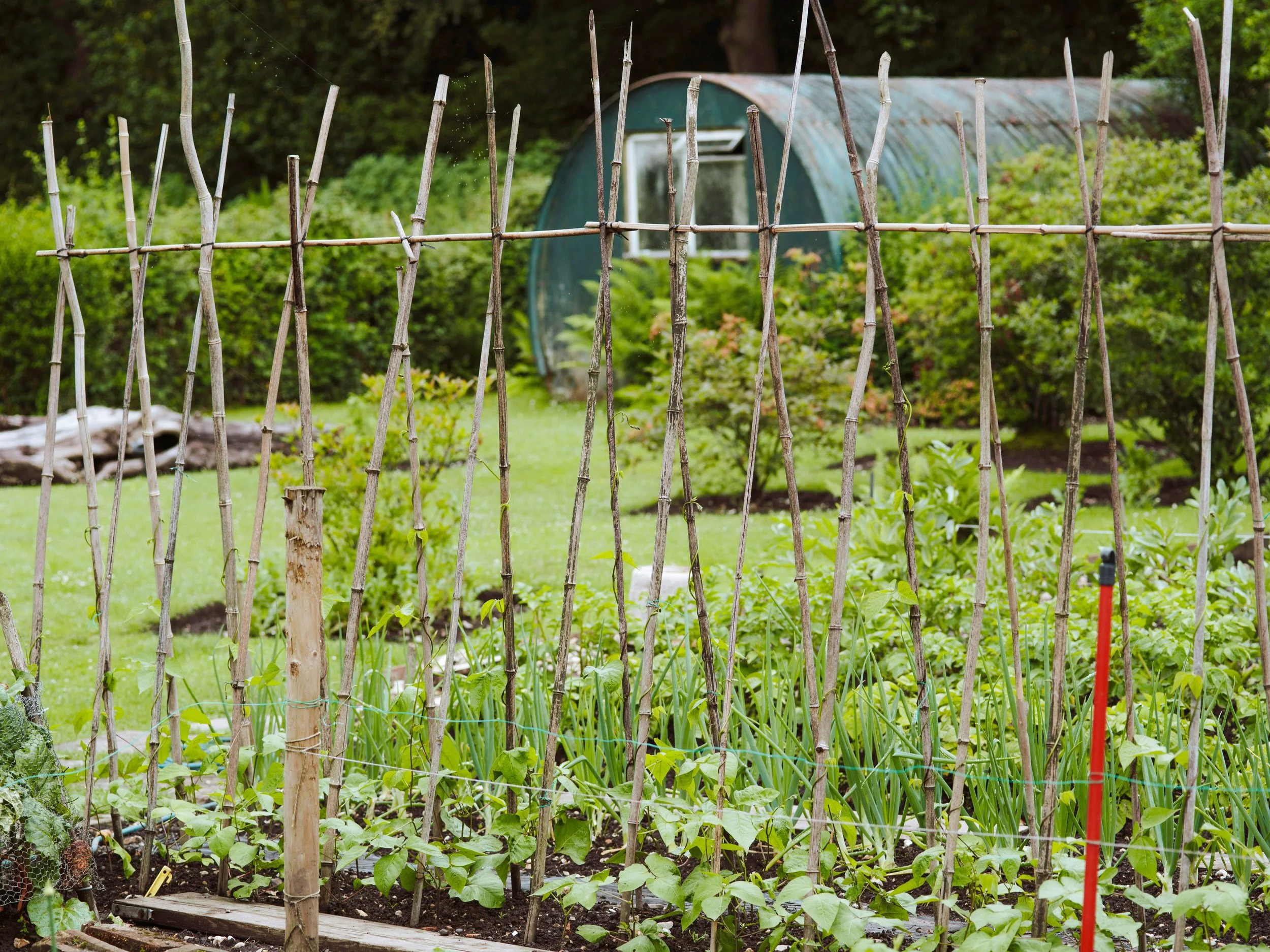 A garden with rows of plants surrounded by a bamboo trellis. In the background, there is a small greenhouse or garden shed with a weathered roof.