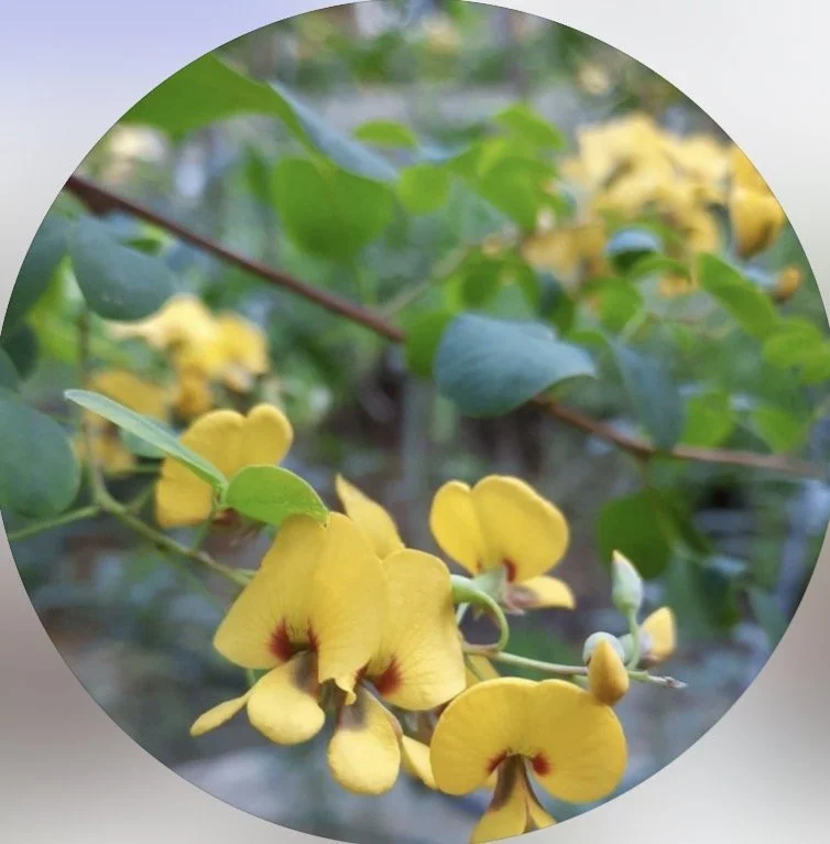 Close-up of yellow flowers and green leaves on a plant.