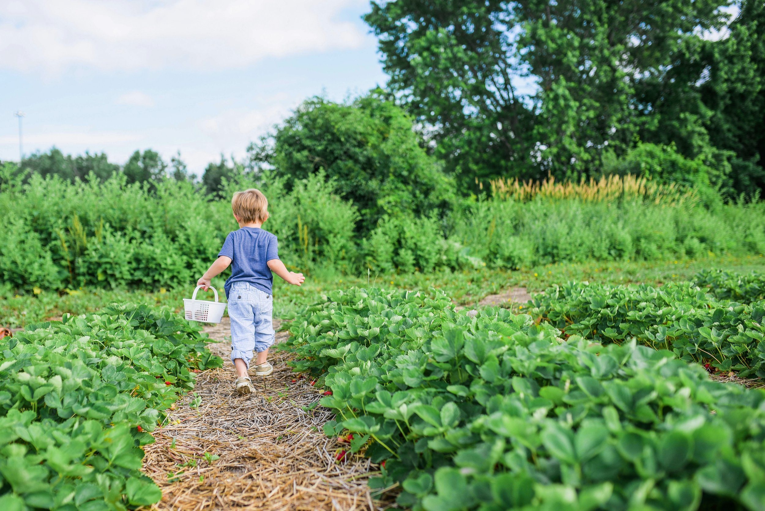 A young boy walking through a lush strawberry field carrying a white basket on a sunny day.