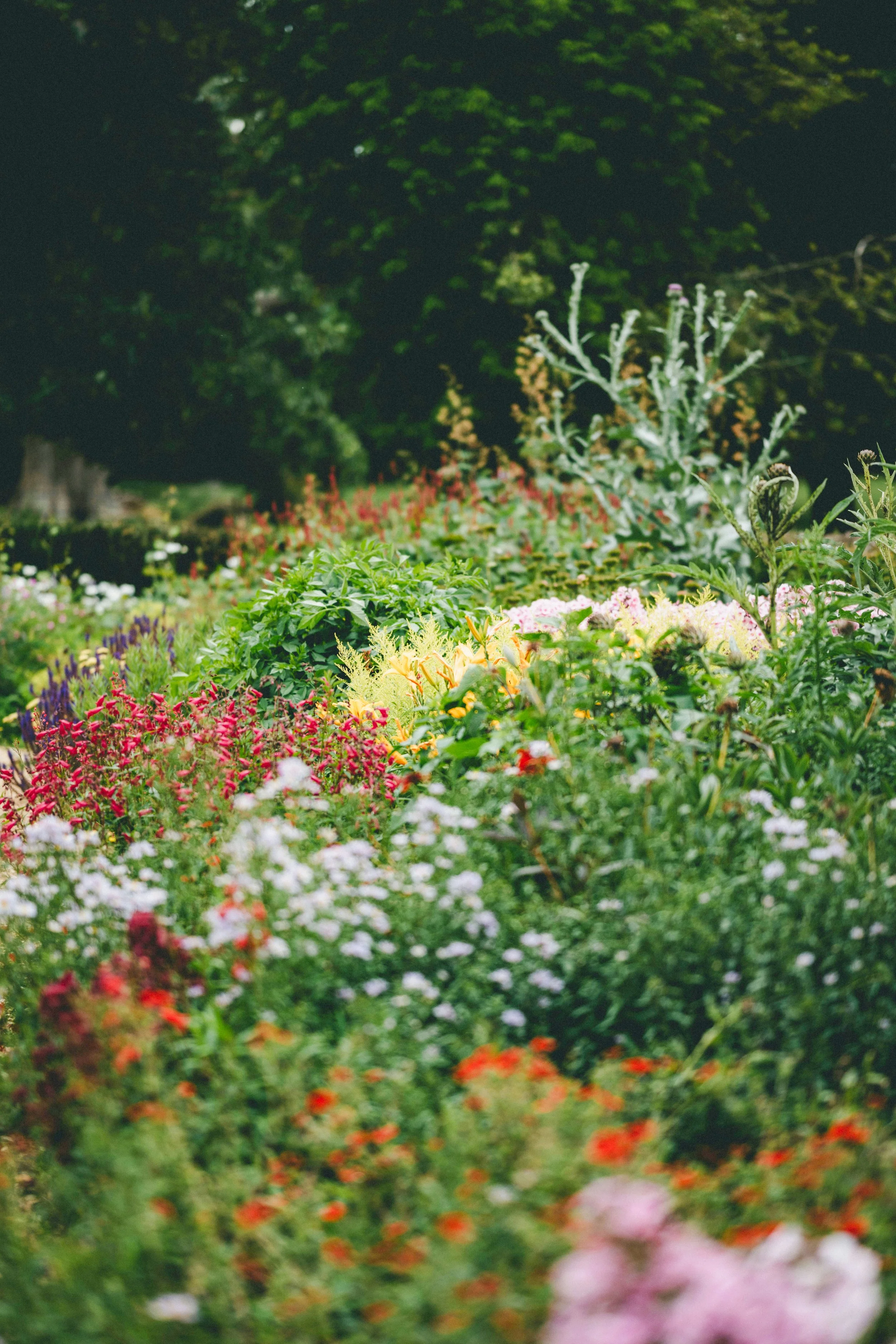 Colorful flower garden with a large tree in the background.