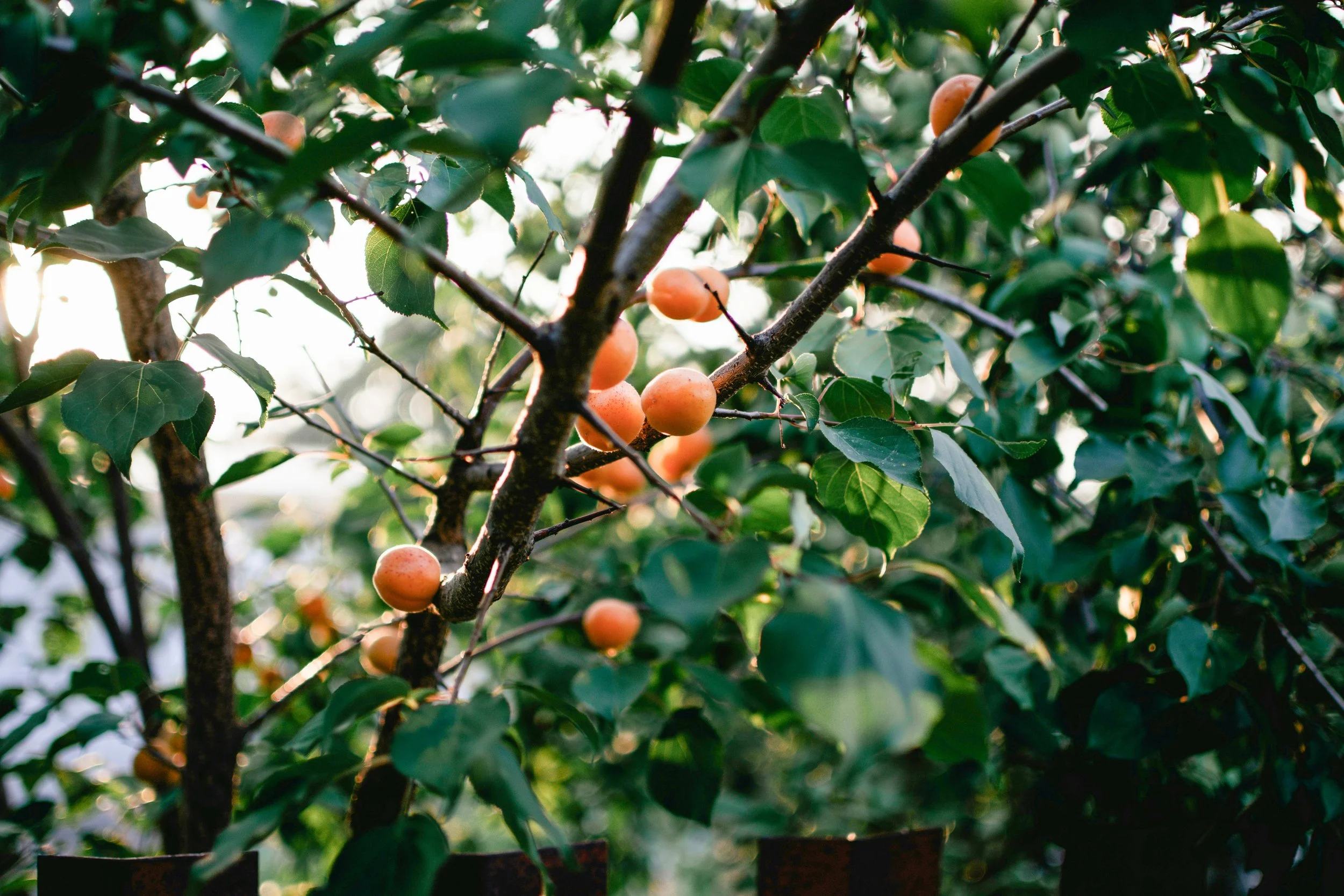 A tree with dark branches and green leaves, bearing small, round, orange fruits in an outdoor setting with sunlight filtering through the foliage.
