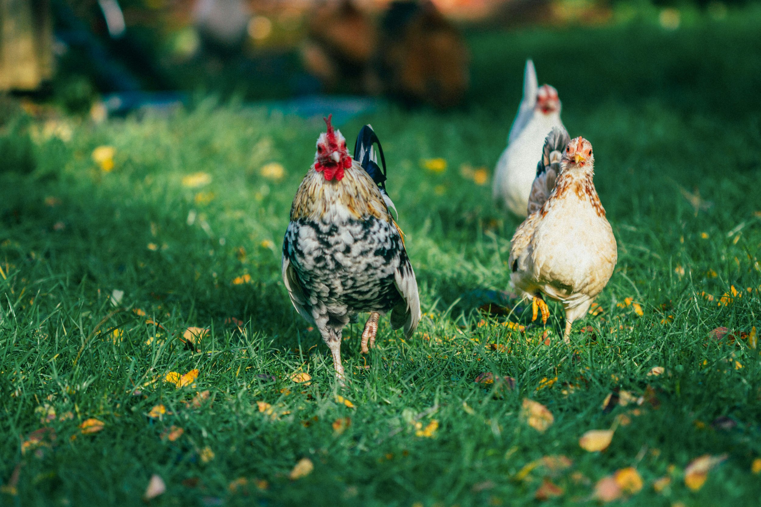 Three chickens standing on green grass with small yellow flowers, blurred trees in the background.