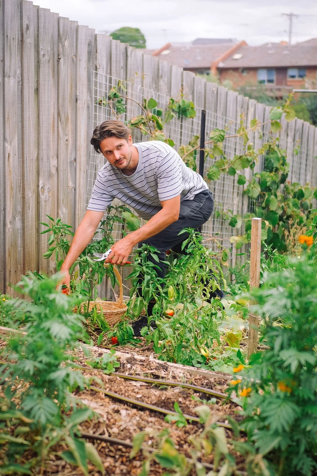 A man wearing a striped t-shirt and dark pants is gardening in a backyard vegetable garden next to a wooden fence, picking ripe tomatoes.