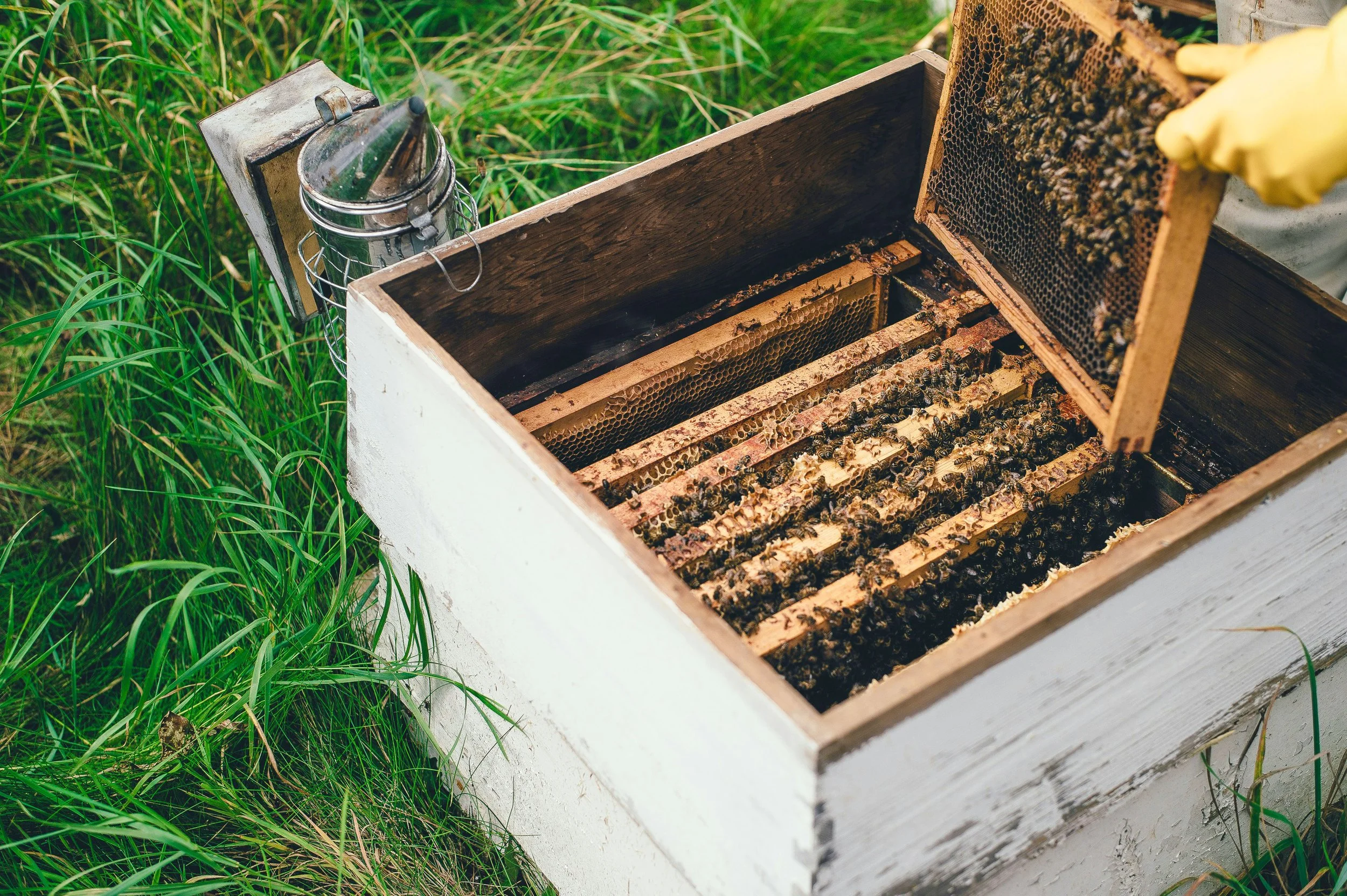 Beekeeping hive with bees and honeycomb frames, surrounded by green grass.