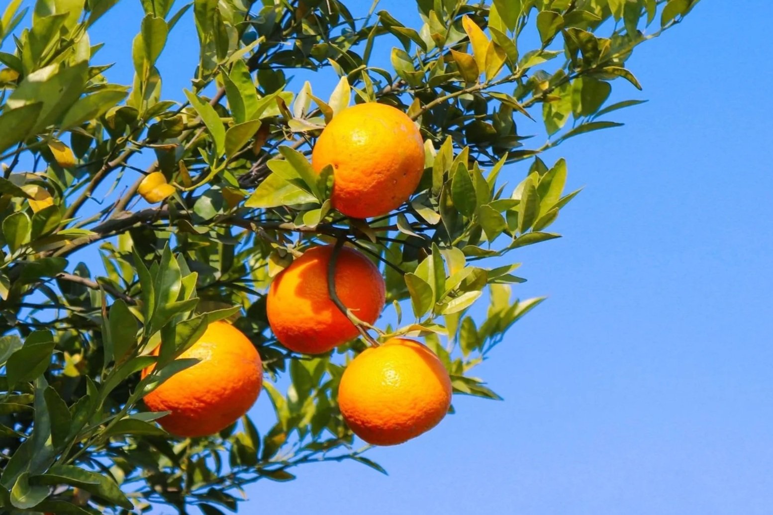 Orange fruits hanging on a tree branch against a blue sky.