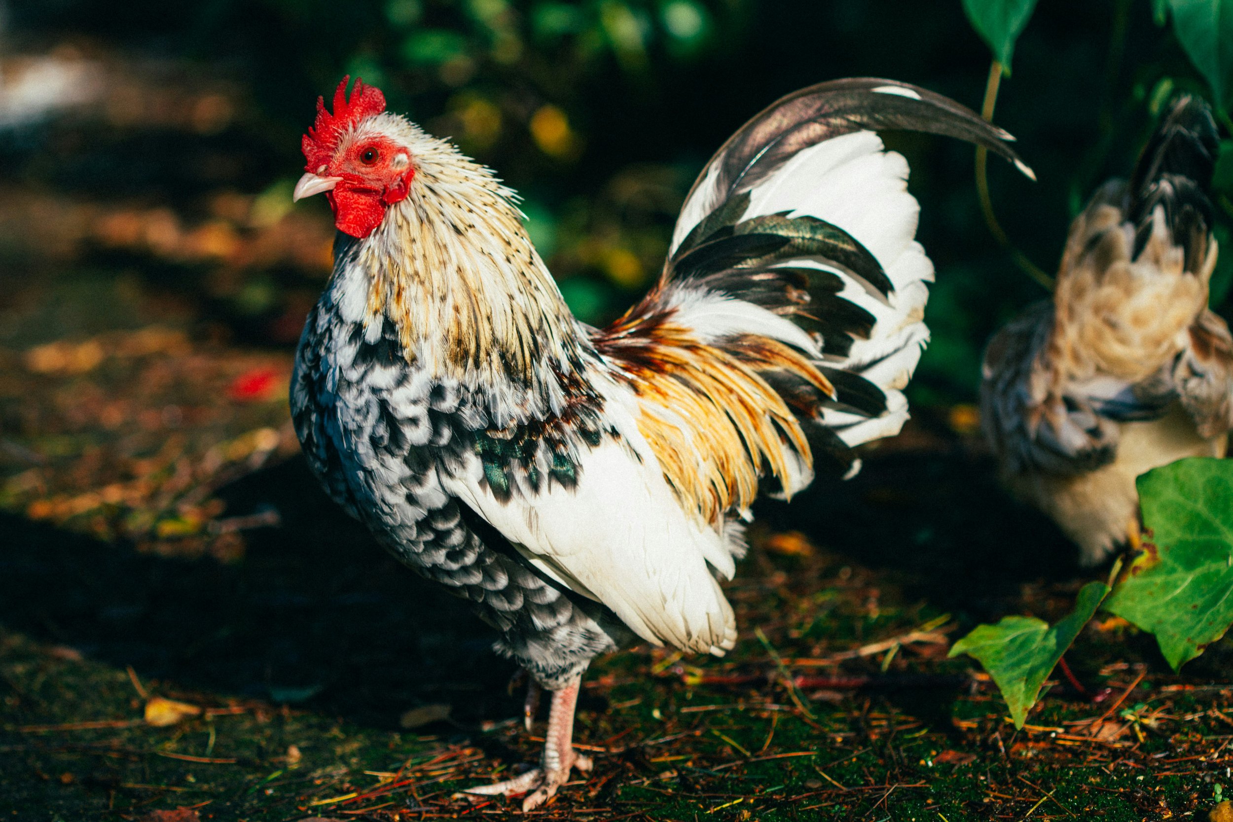 Colorful rooster standing on ground with green leaves in background