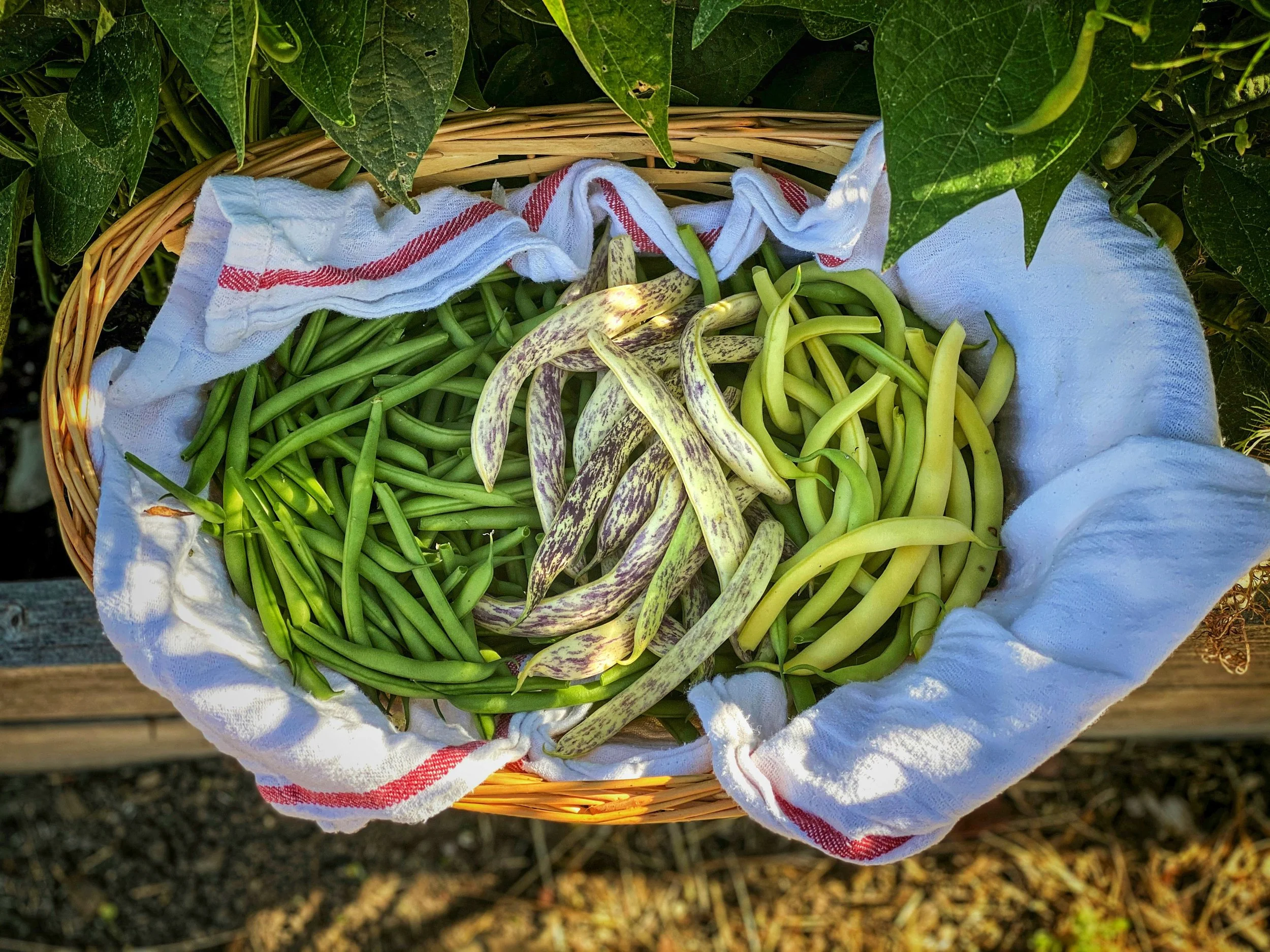A basket filled with fresh green beans and a speckled bean pod, wrapped in a white cloth with red stripes, surrounded by green leaves.