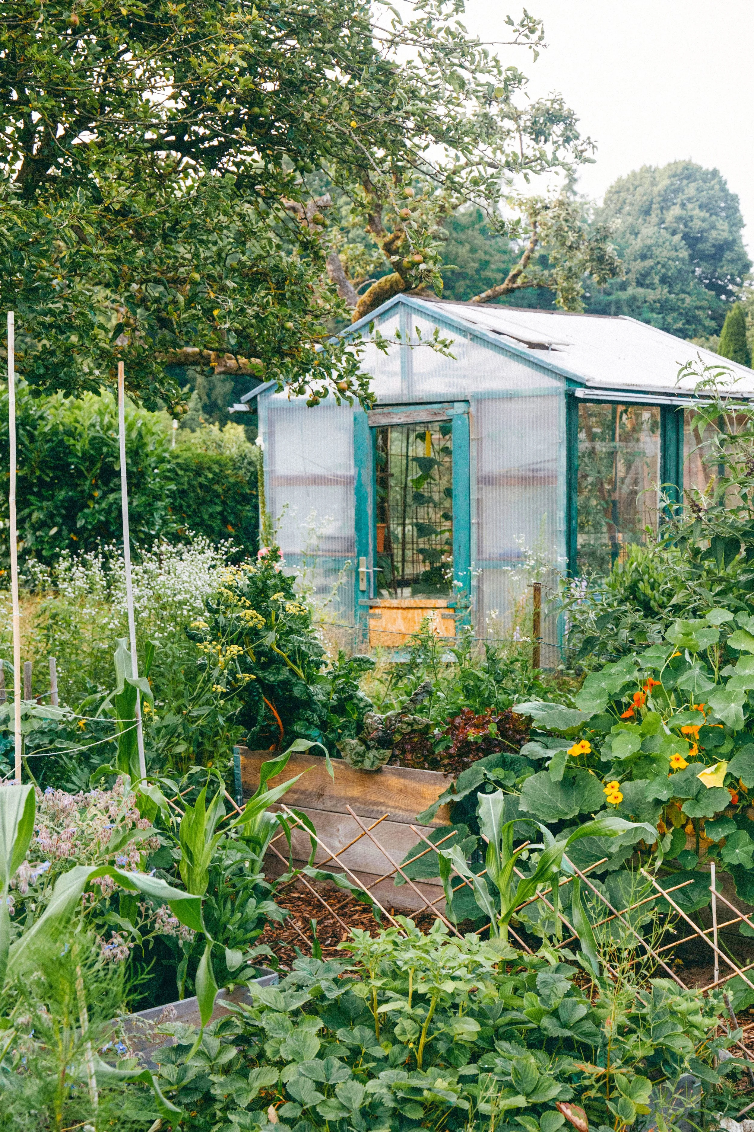 A lush, vibrant vegetable garden with various leafy greens, flowering plants, and a small greenhouse in the background surrounded by trees.