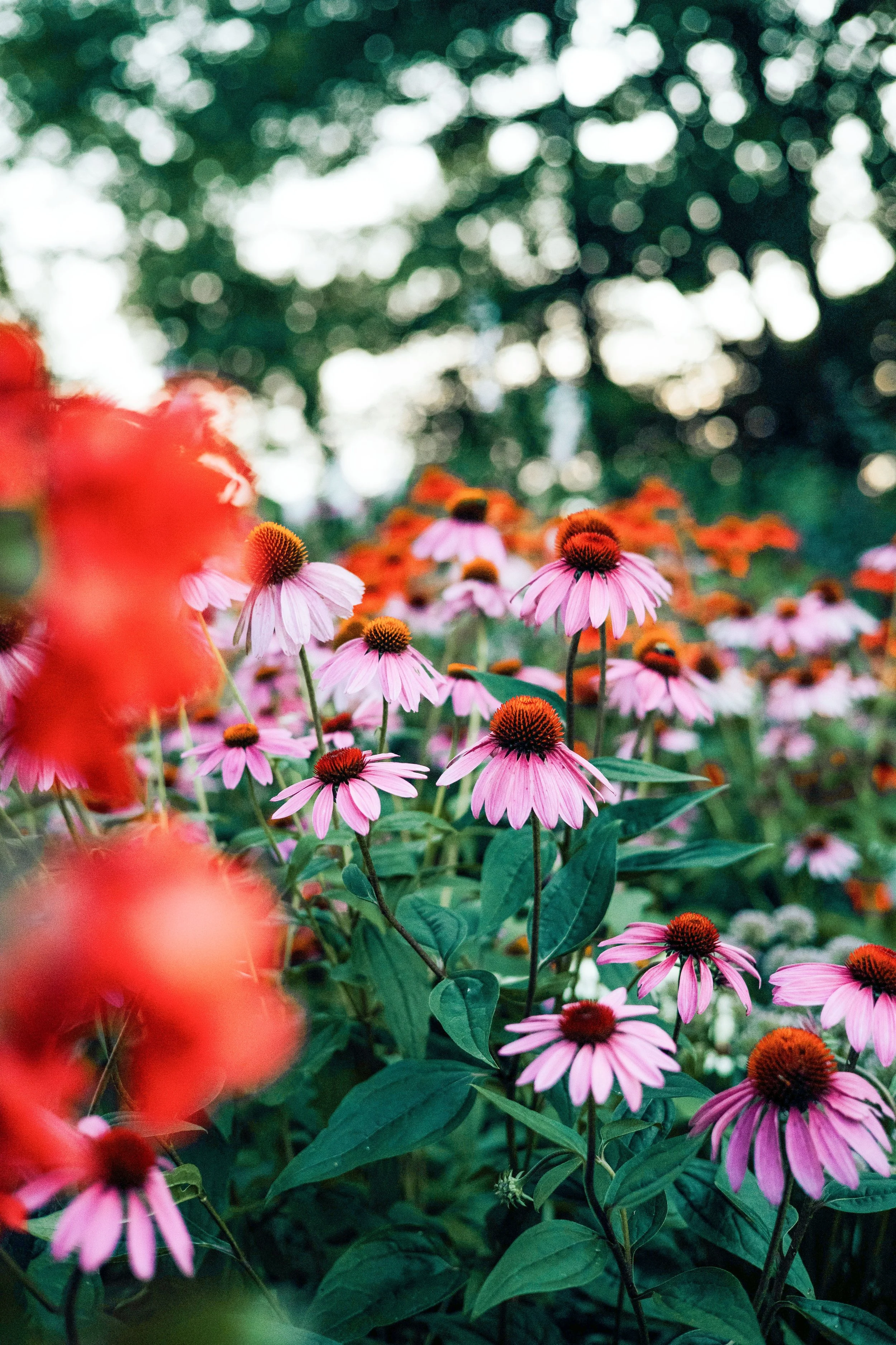 Pink coneflowers in a garden with a blurred background of green trees.