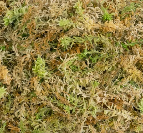 Spagmoss.png (Copy)