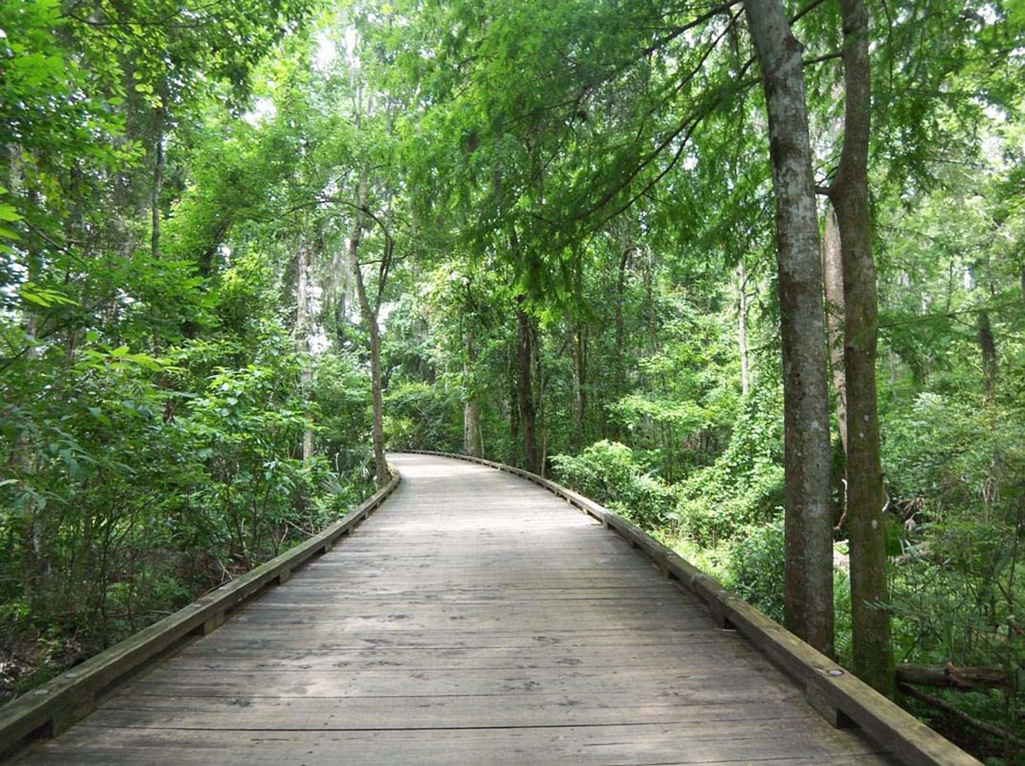 A wooden boardwalk trail winding through a dense, green forest with tall trees and lush foliage.