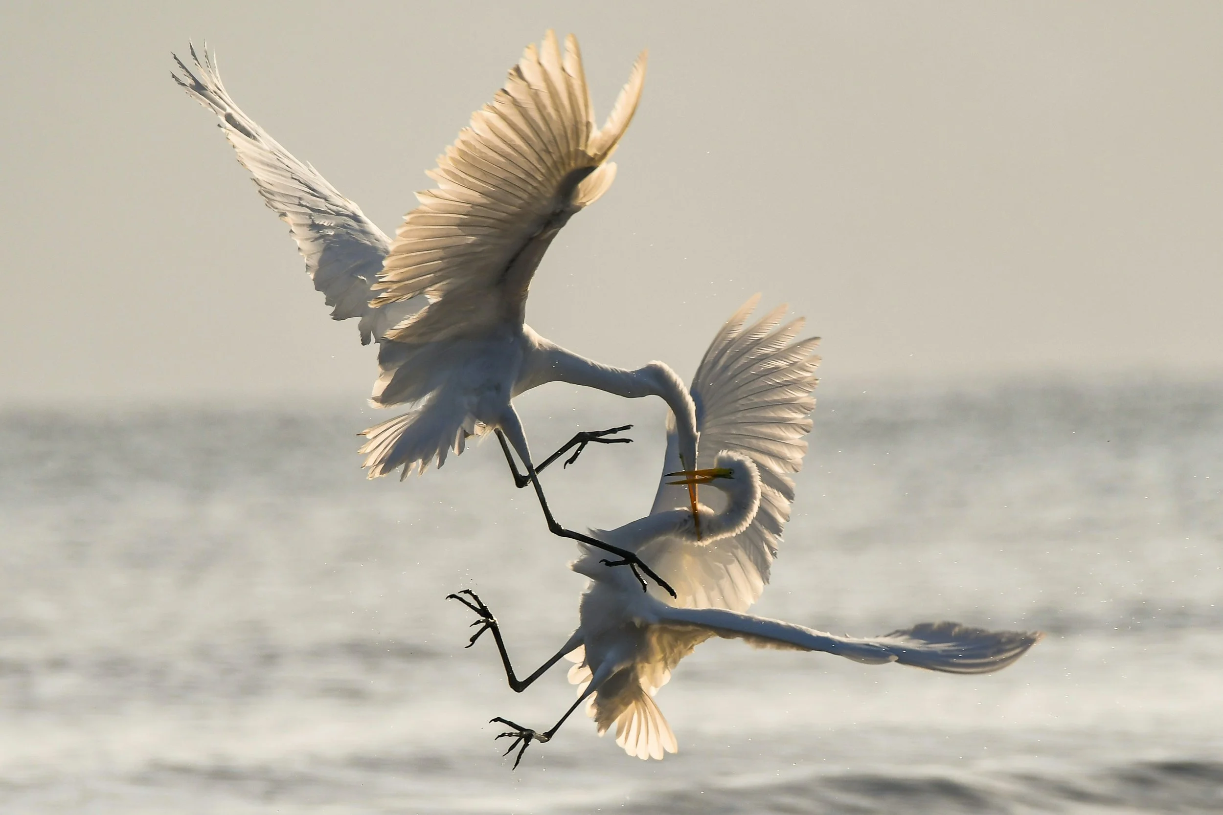 Two white herons facing each other with wings spread, standing on a reflective water surface at sunset.