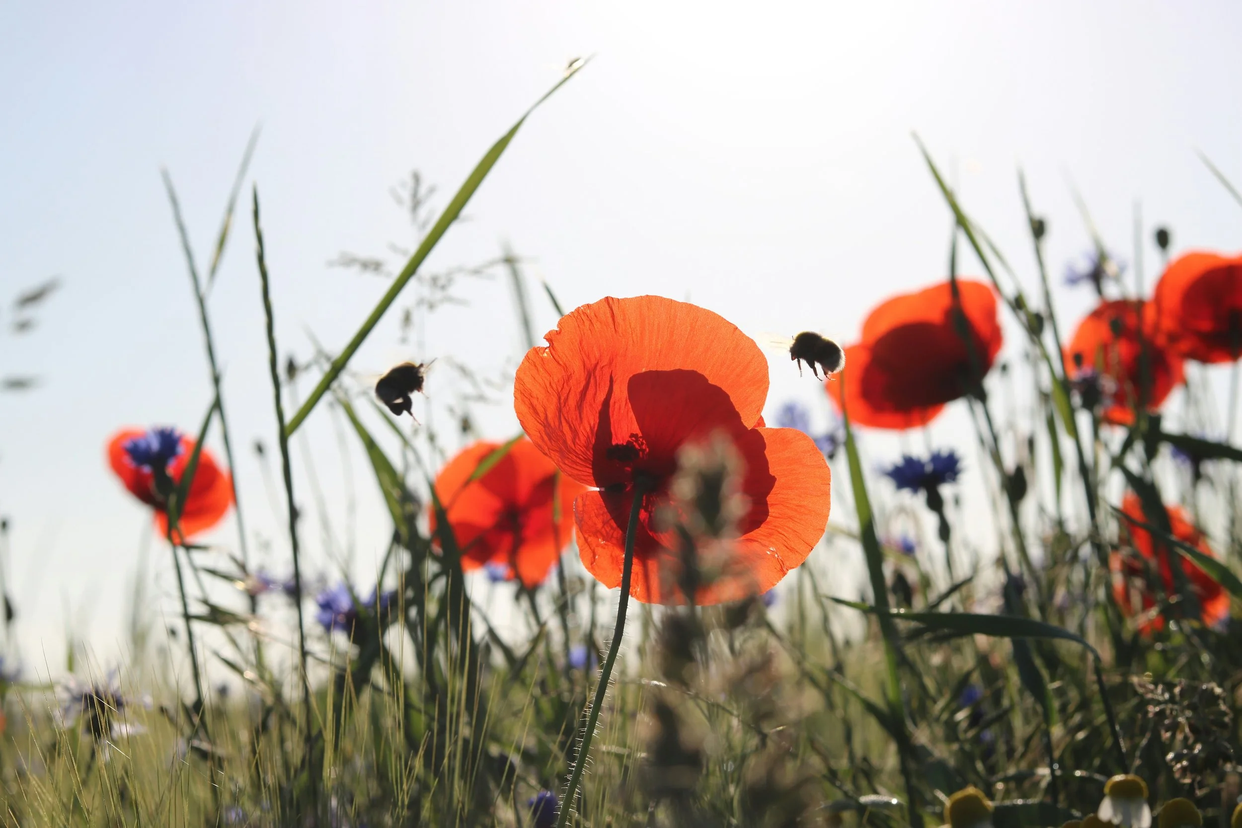 Close-up of orange poppy flowers with two bees flying around in a meadow during daytime.