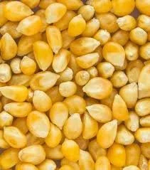 Yellow Maize