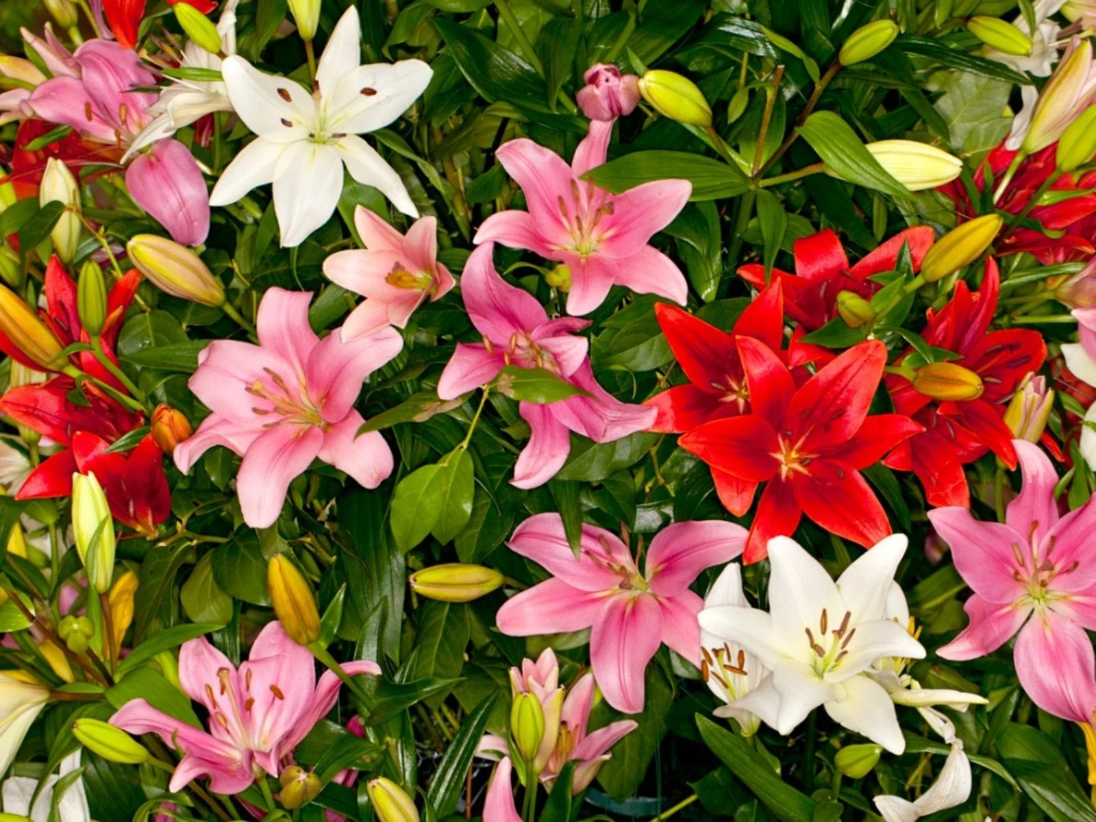 Lillies
