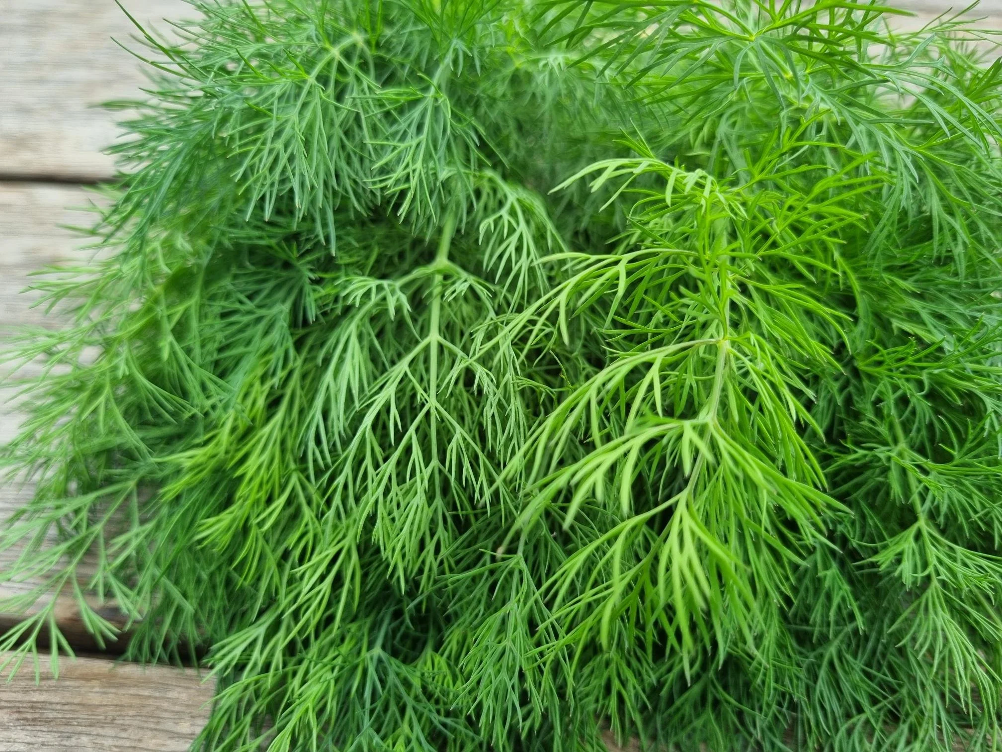 Dill