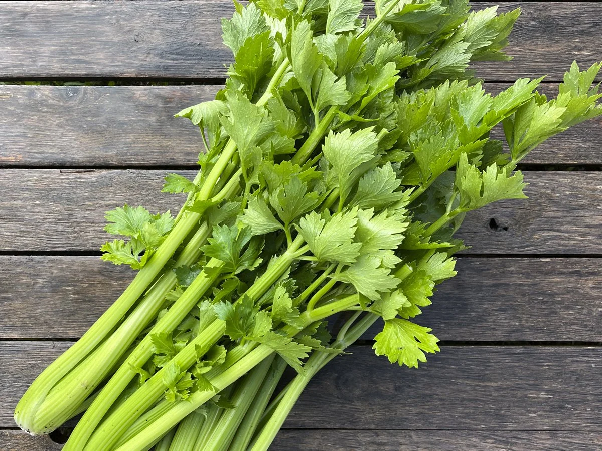 Celery
