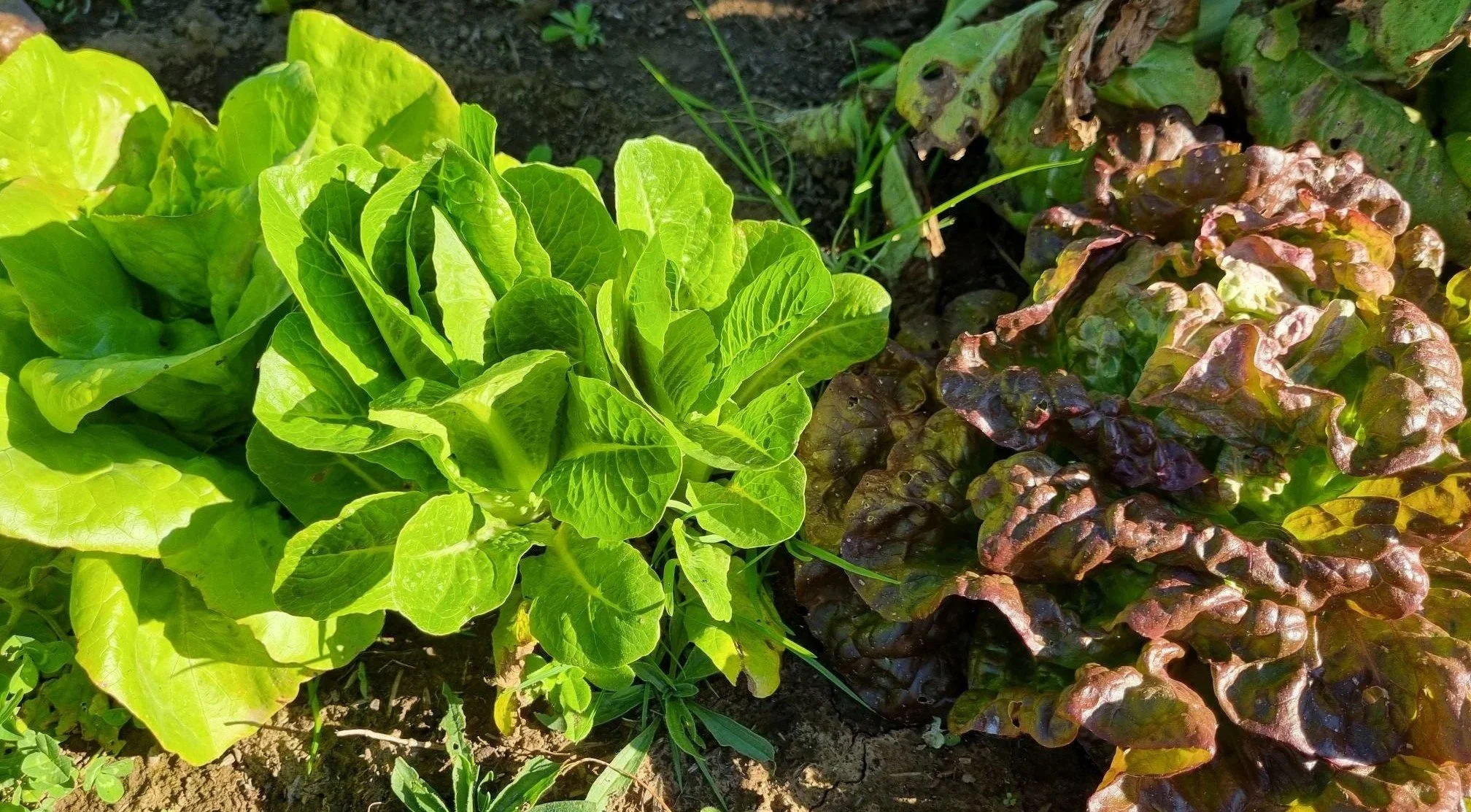 Lettuce