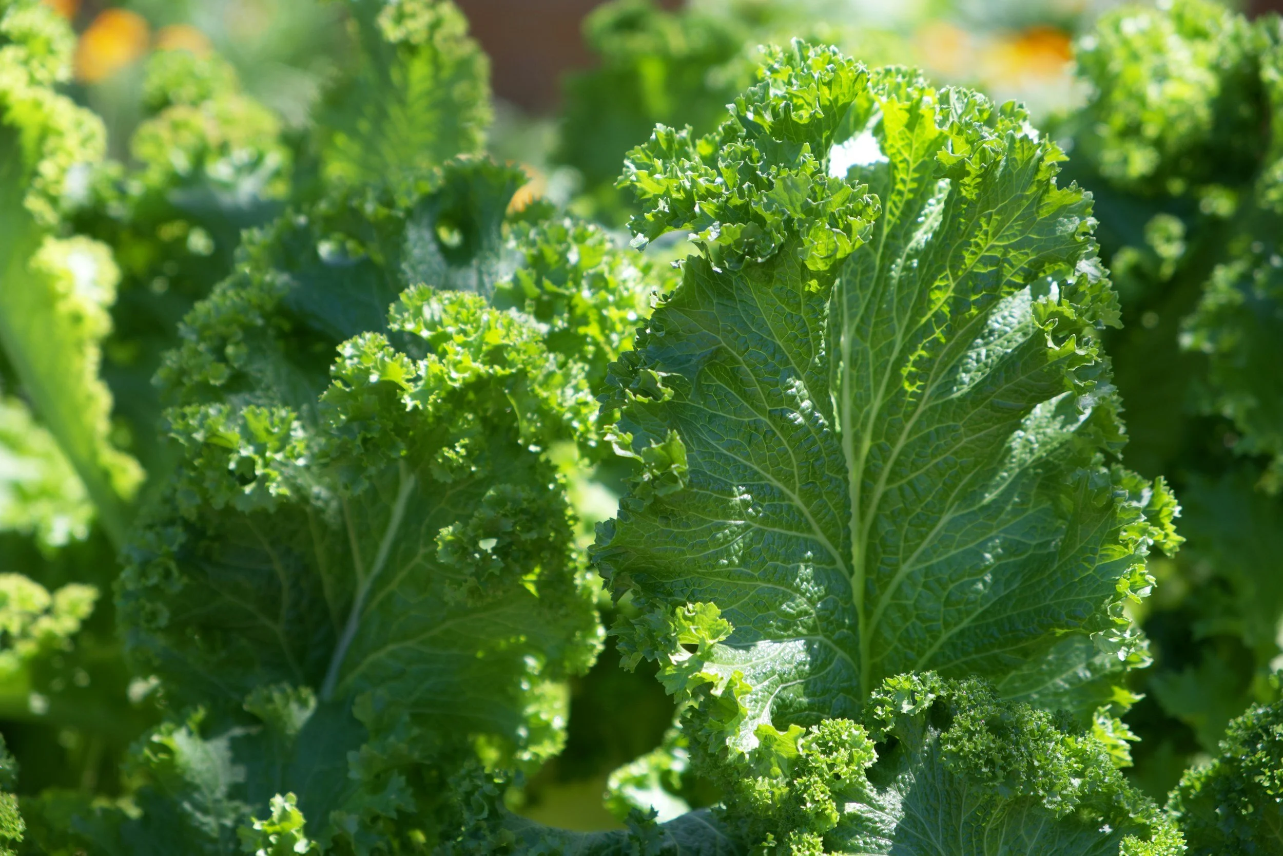 Kale and collards